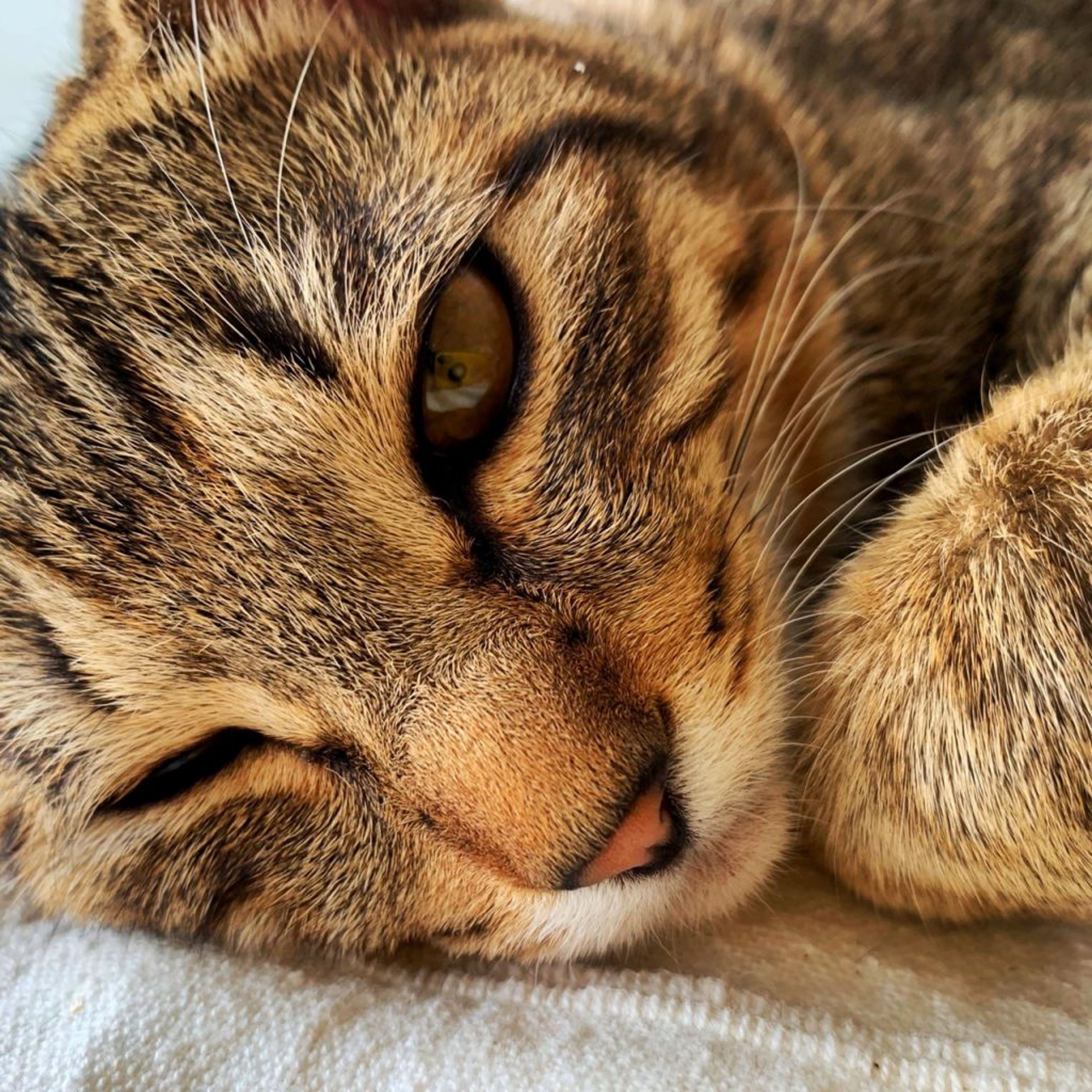 pet-image-3