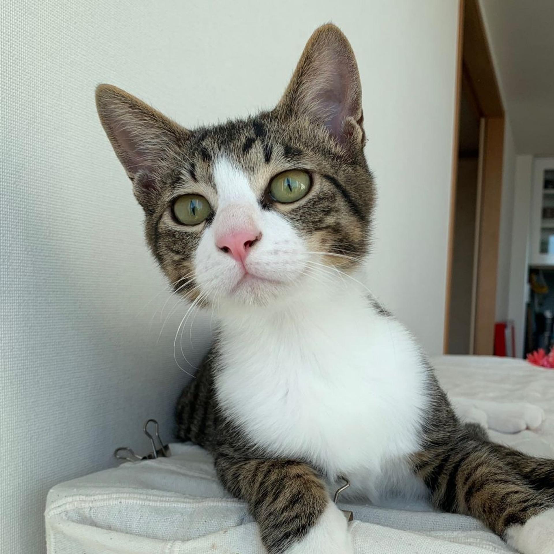 pet-image-4