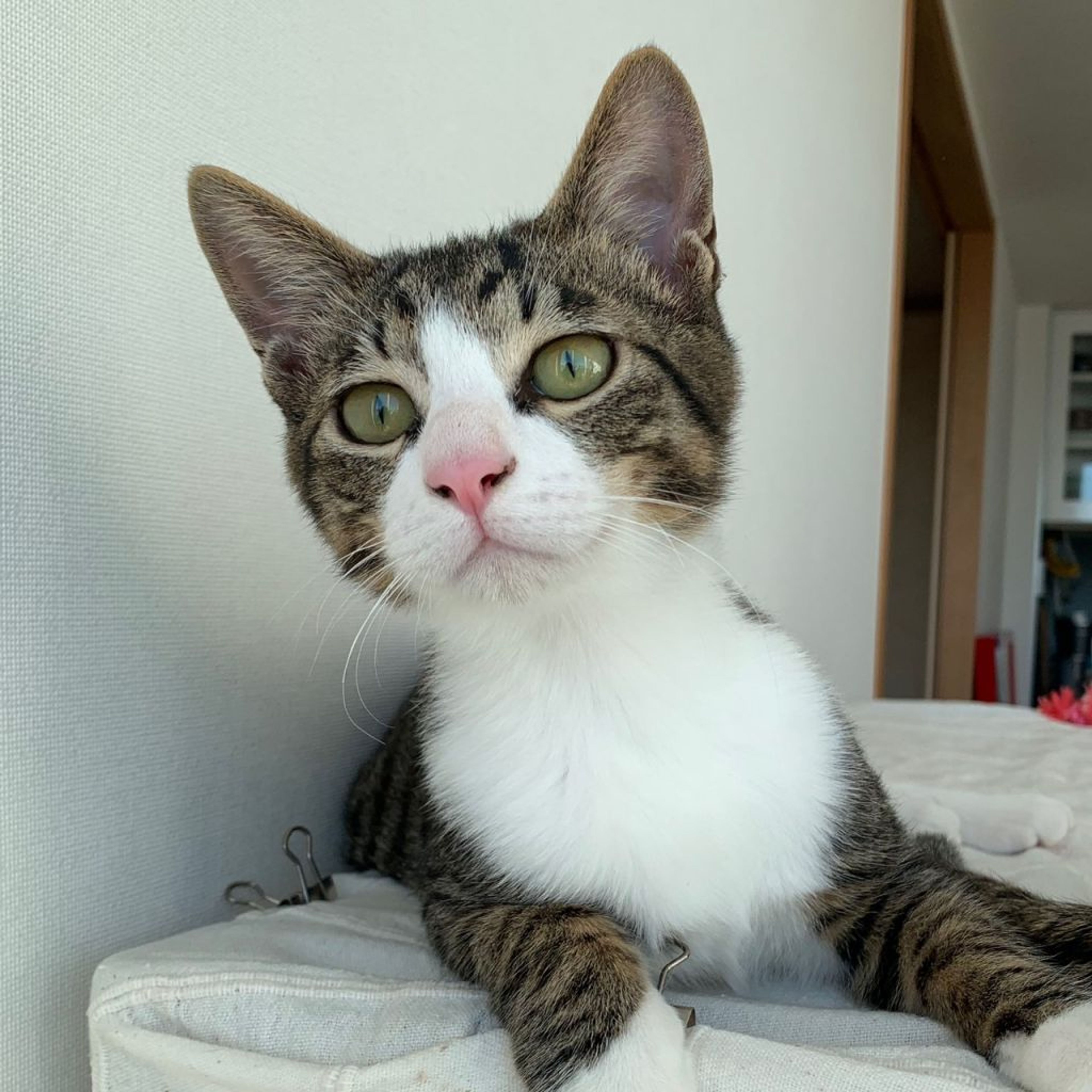 pet-image-4