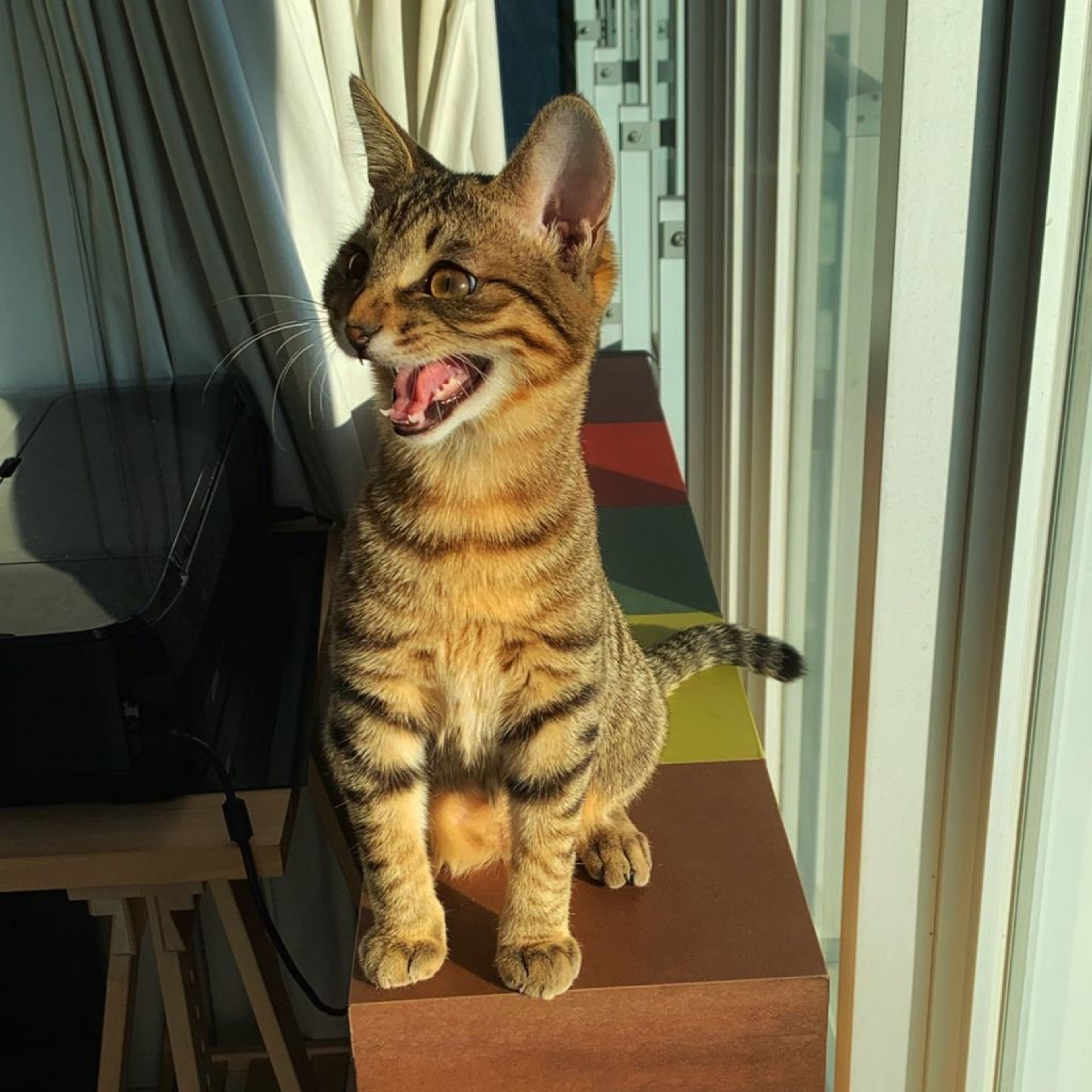 pet-image-5