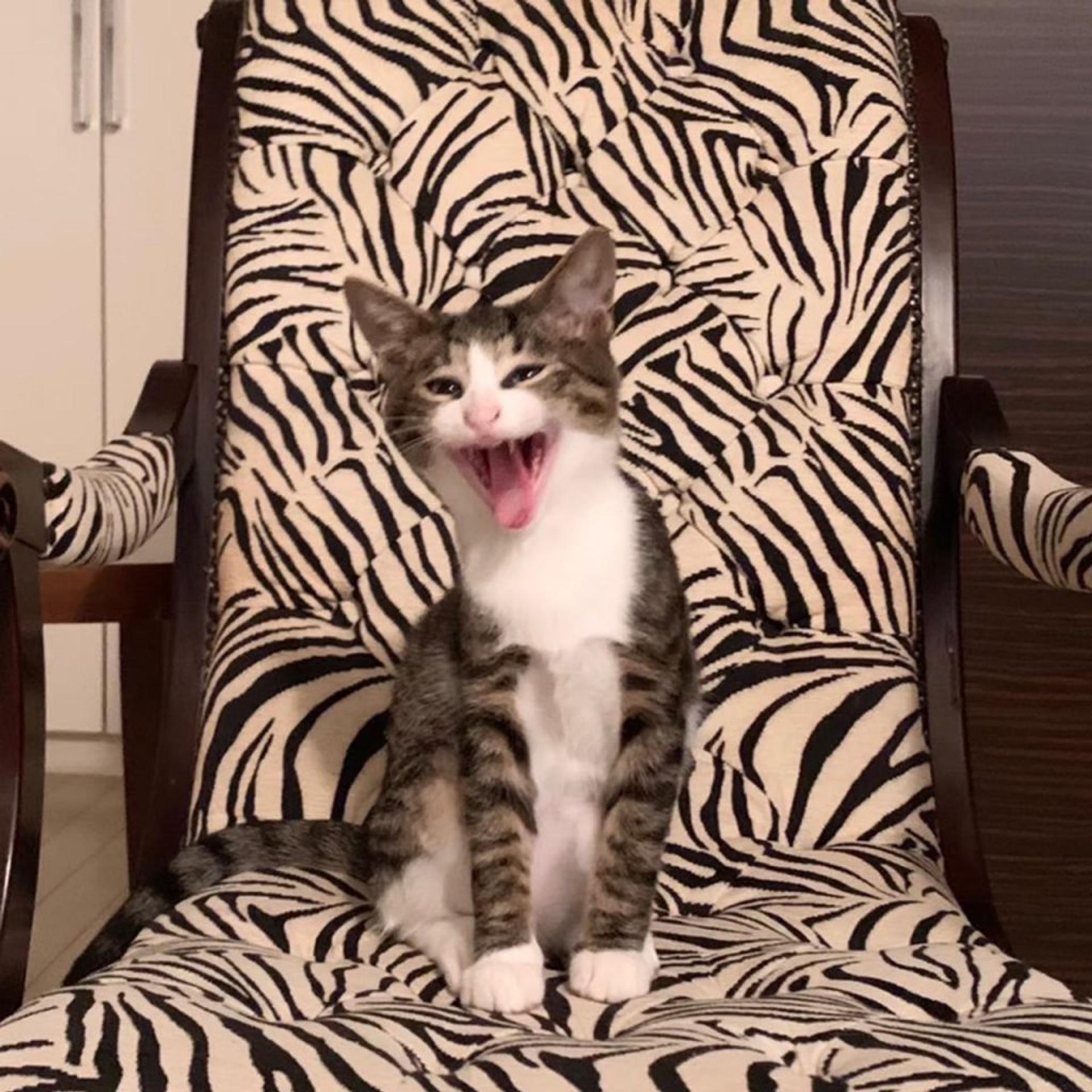 pet-image-6