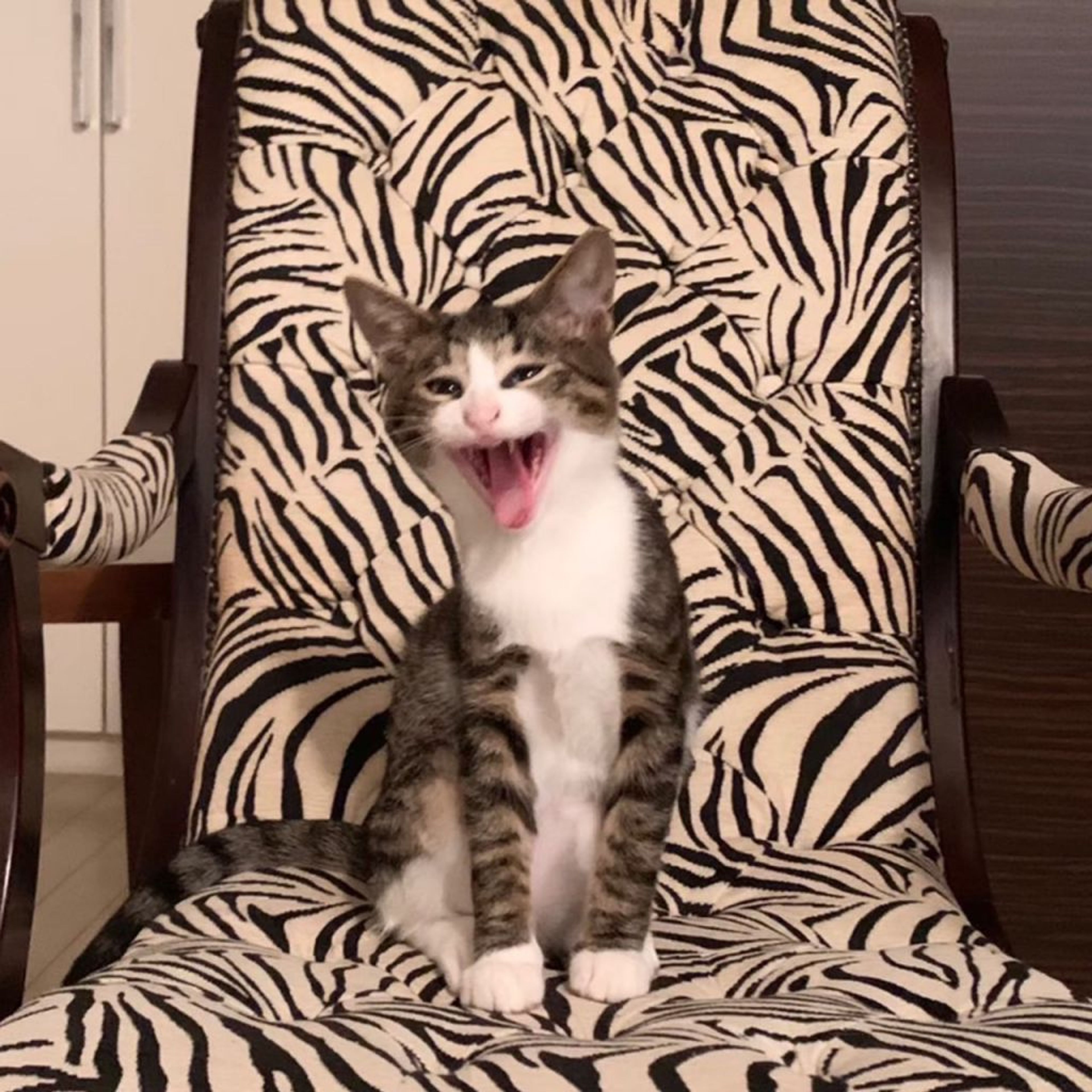 pet-image-6