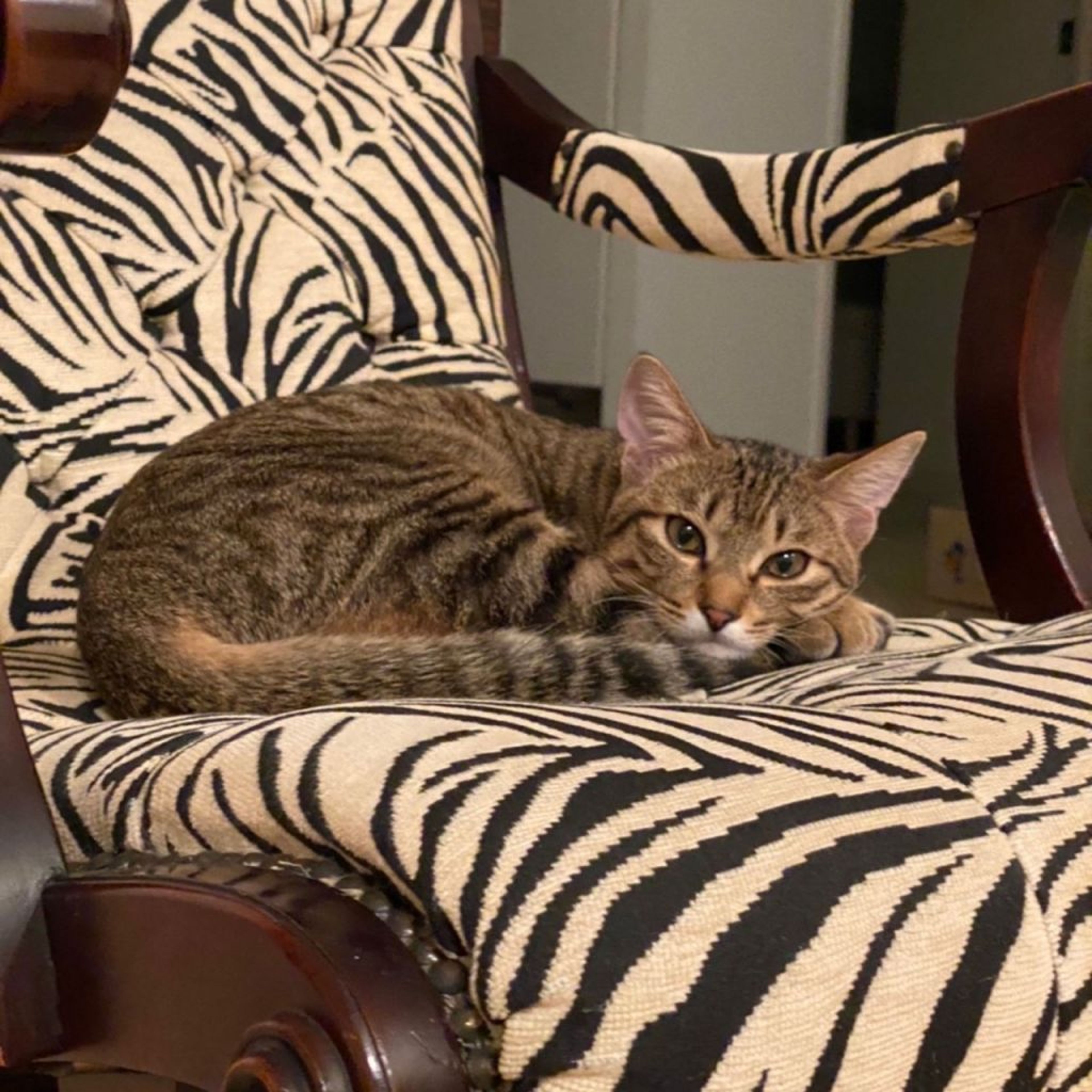 pet-image-7
