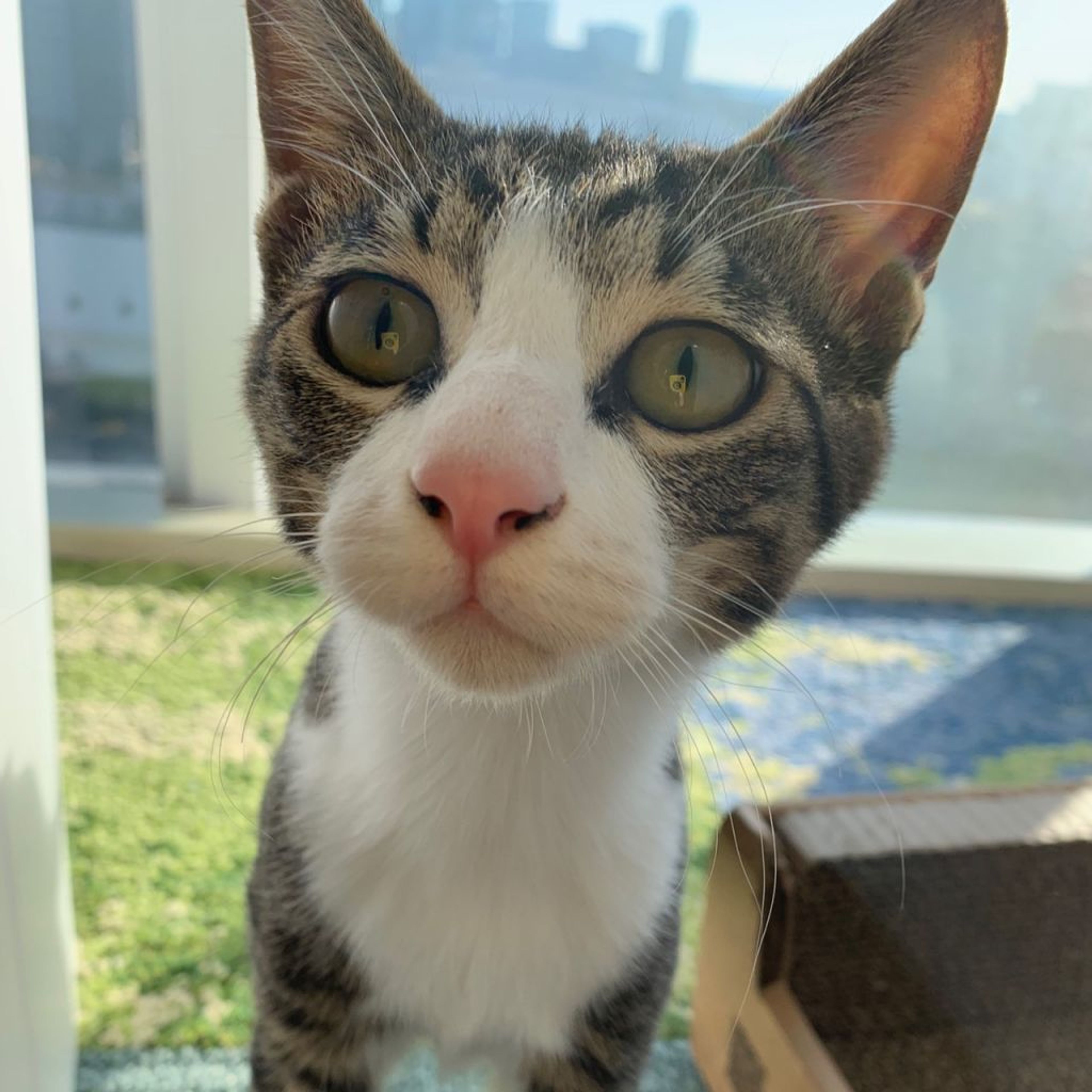 pet-image-8