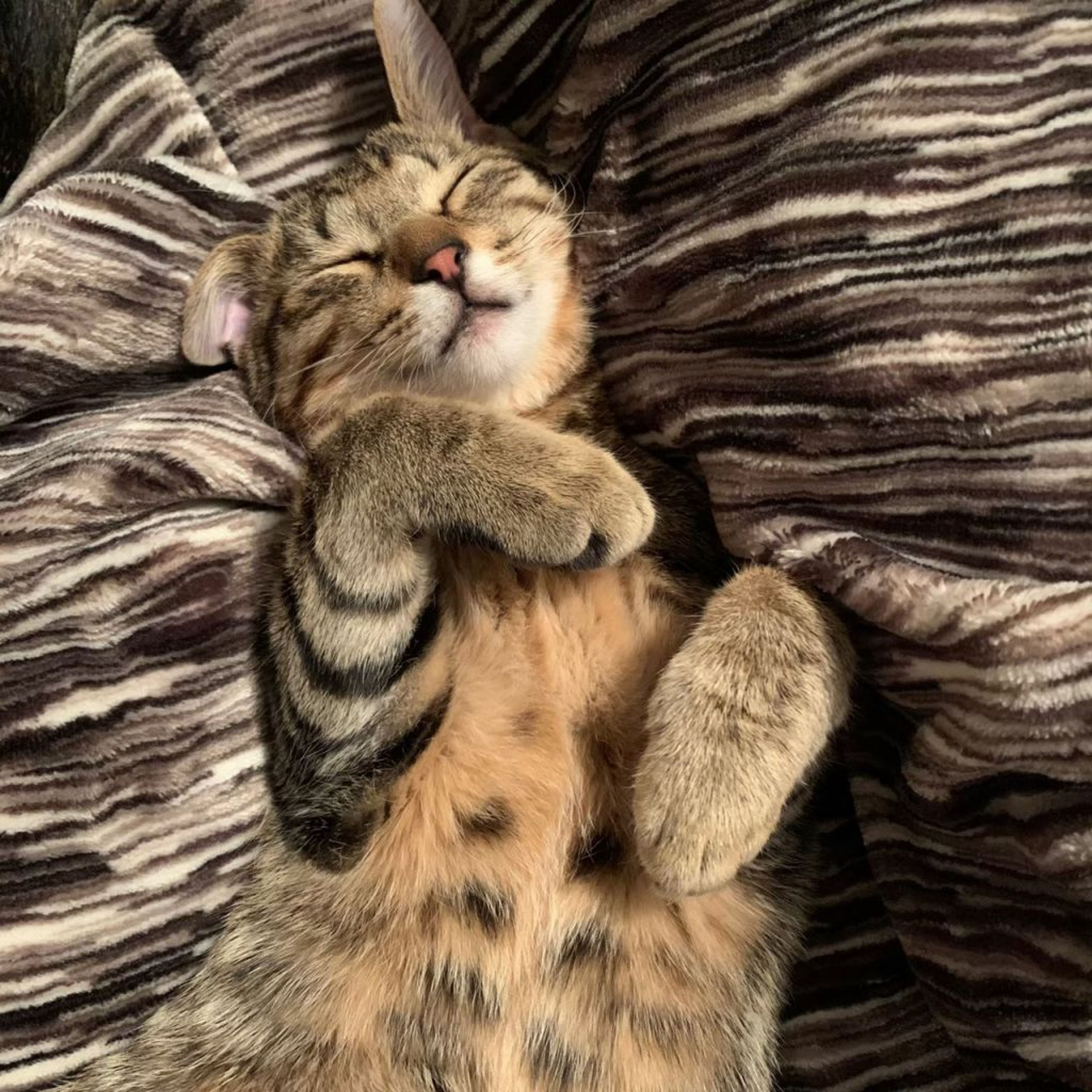 pet-image-9