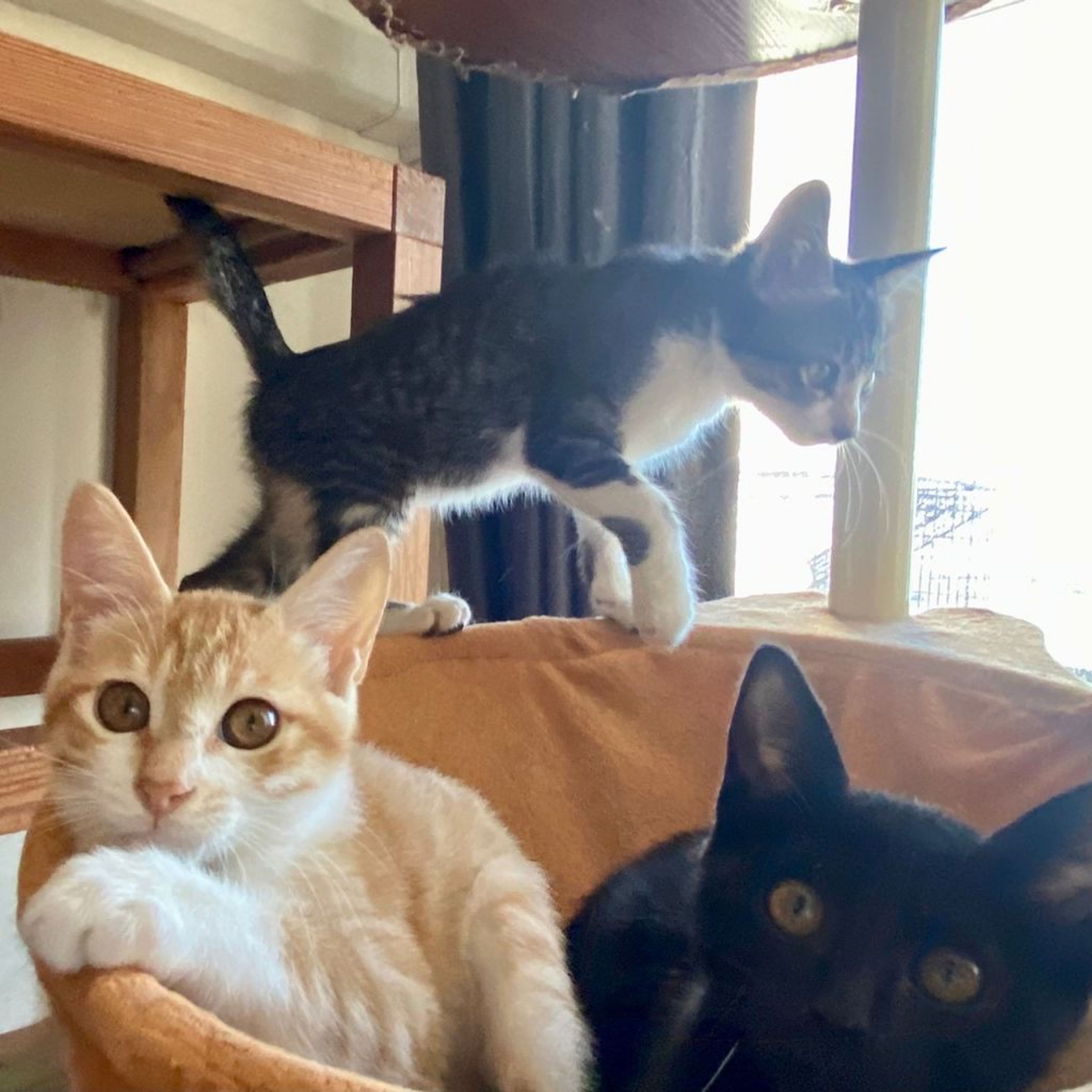 pet-image-5