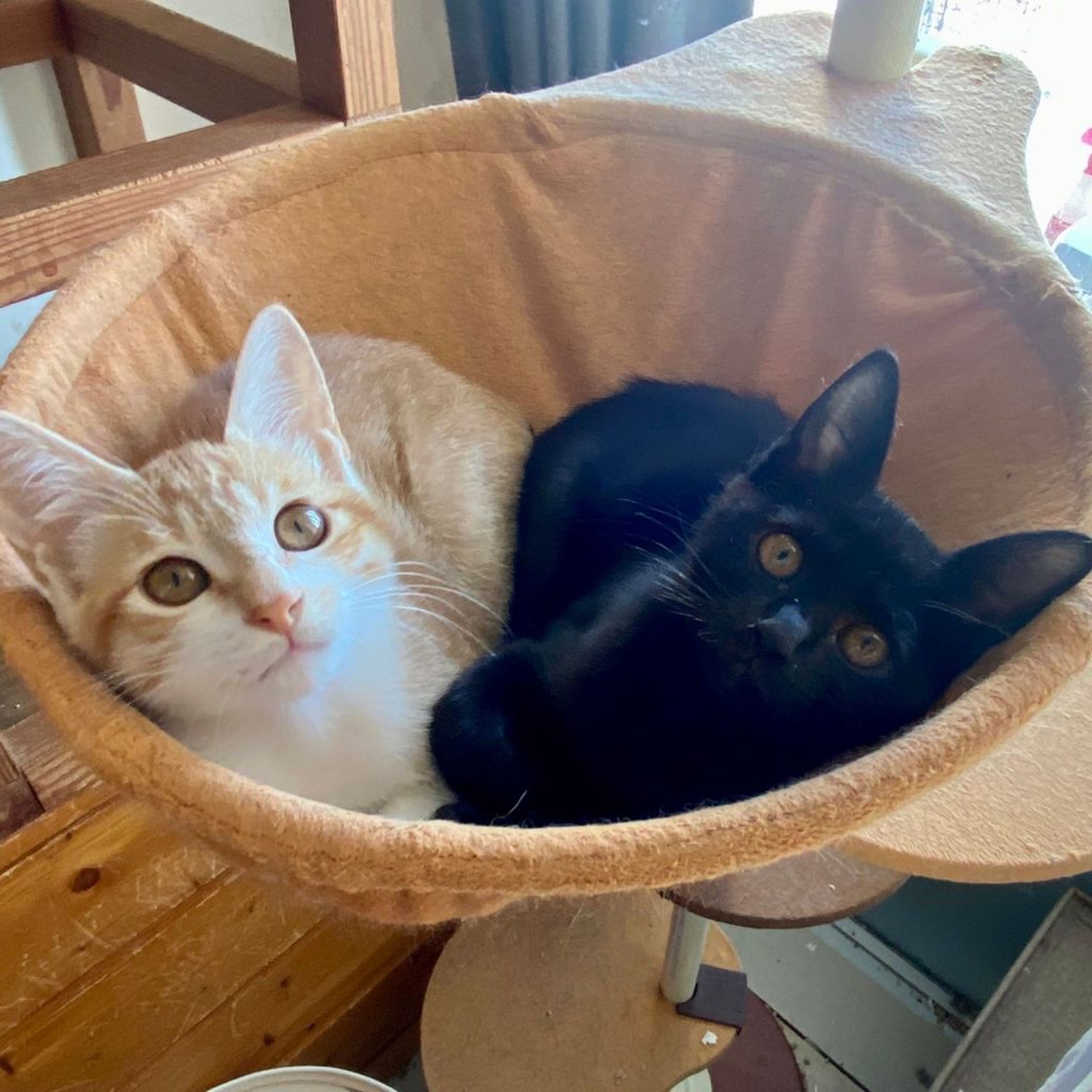 pet-image-8