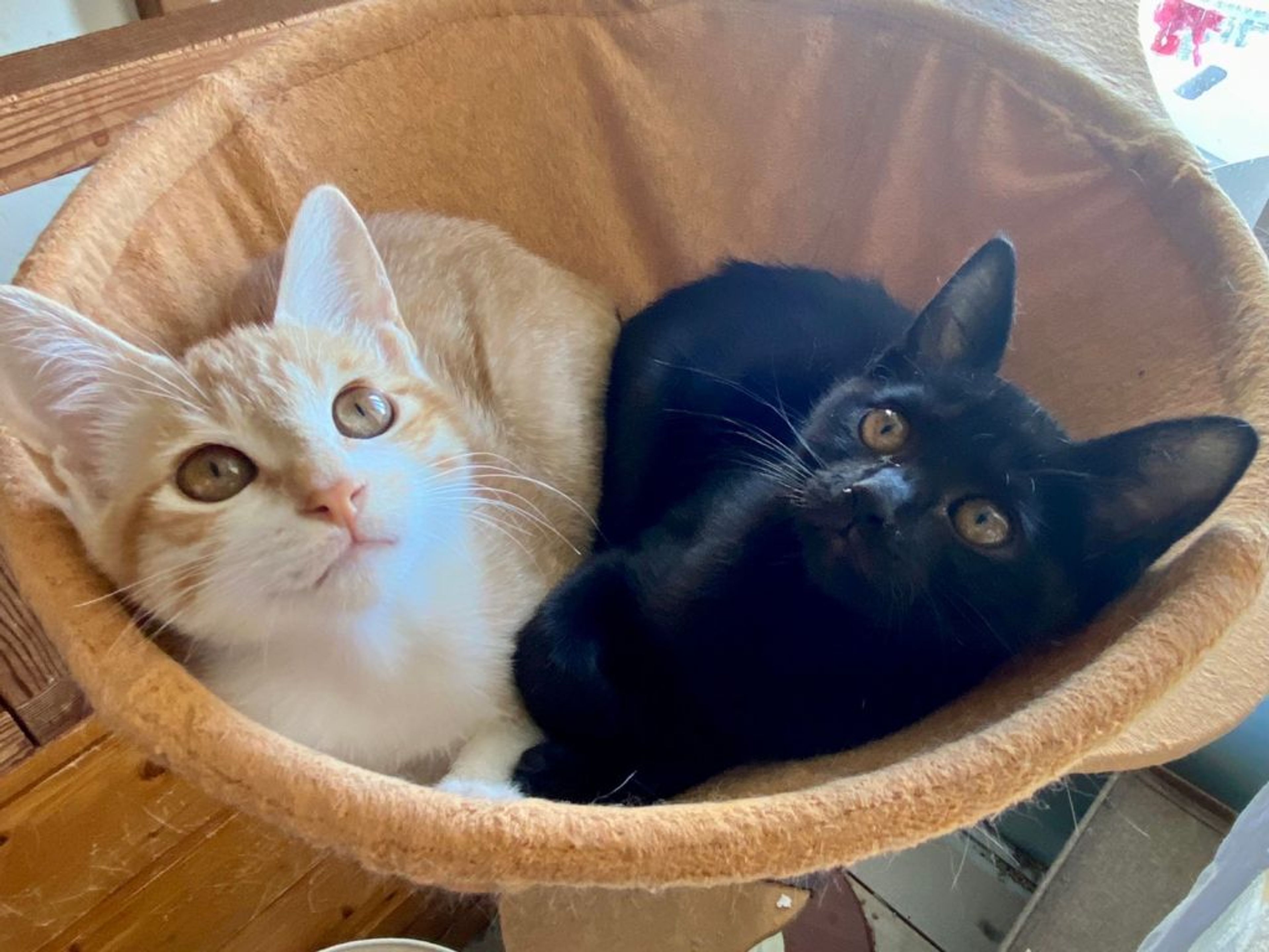 pet-image-9