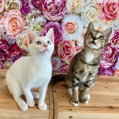 しろ&たえの写真