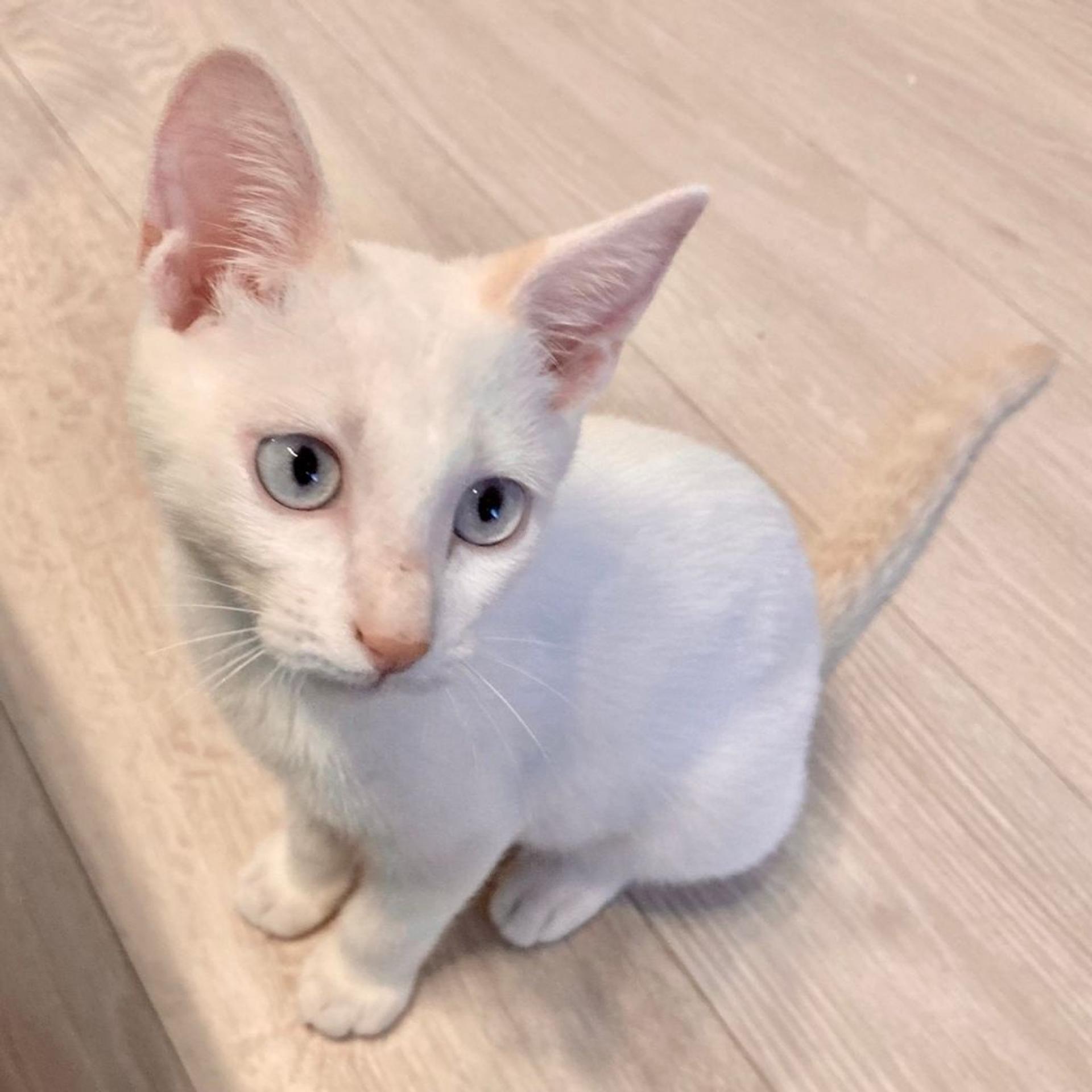 pet-image-2