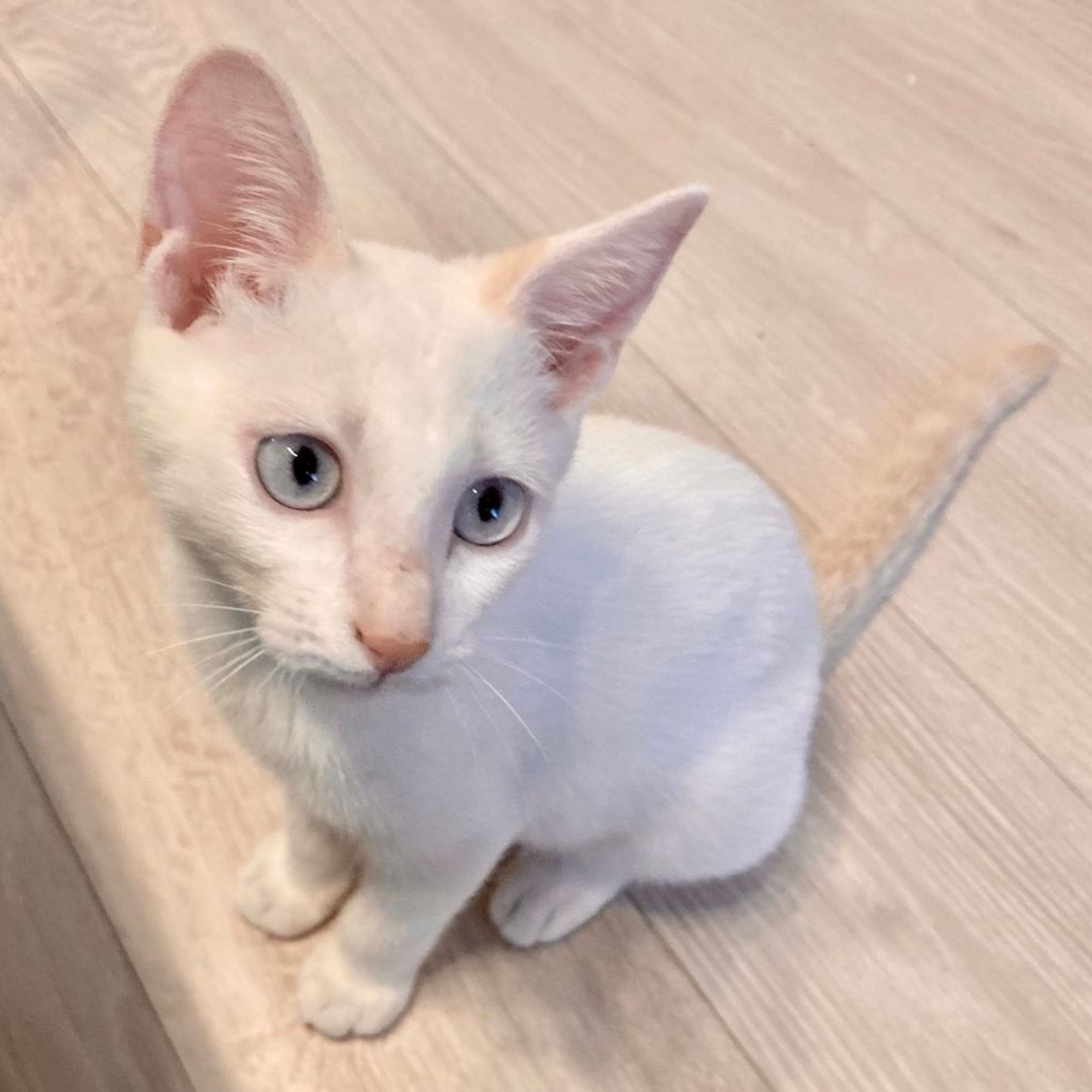 pet-image-2