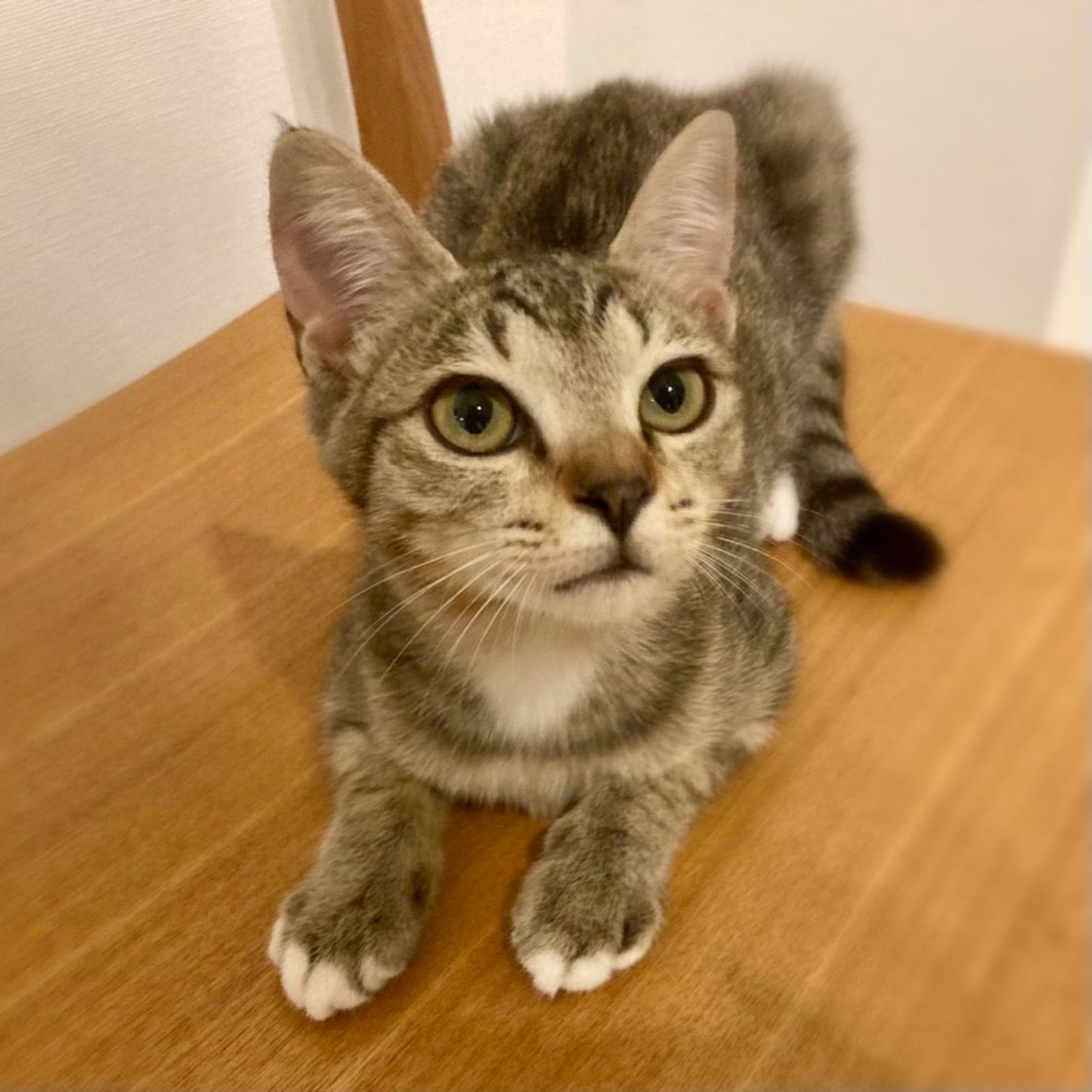 pet-image-3
