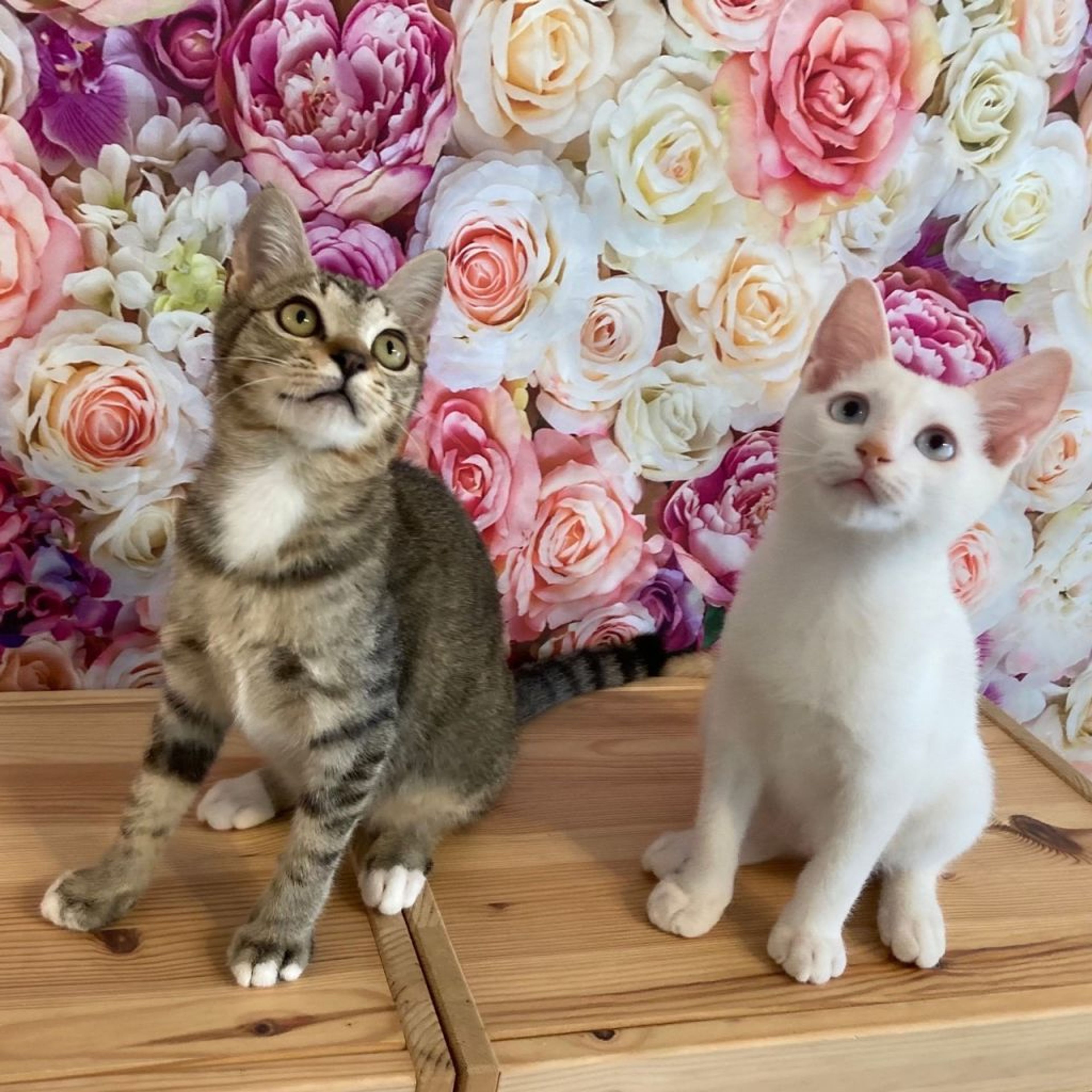 pet-image-5