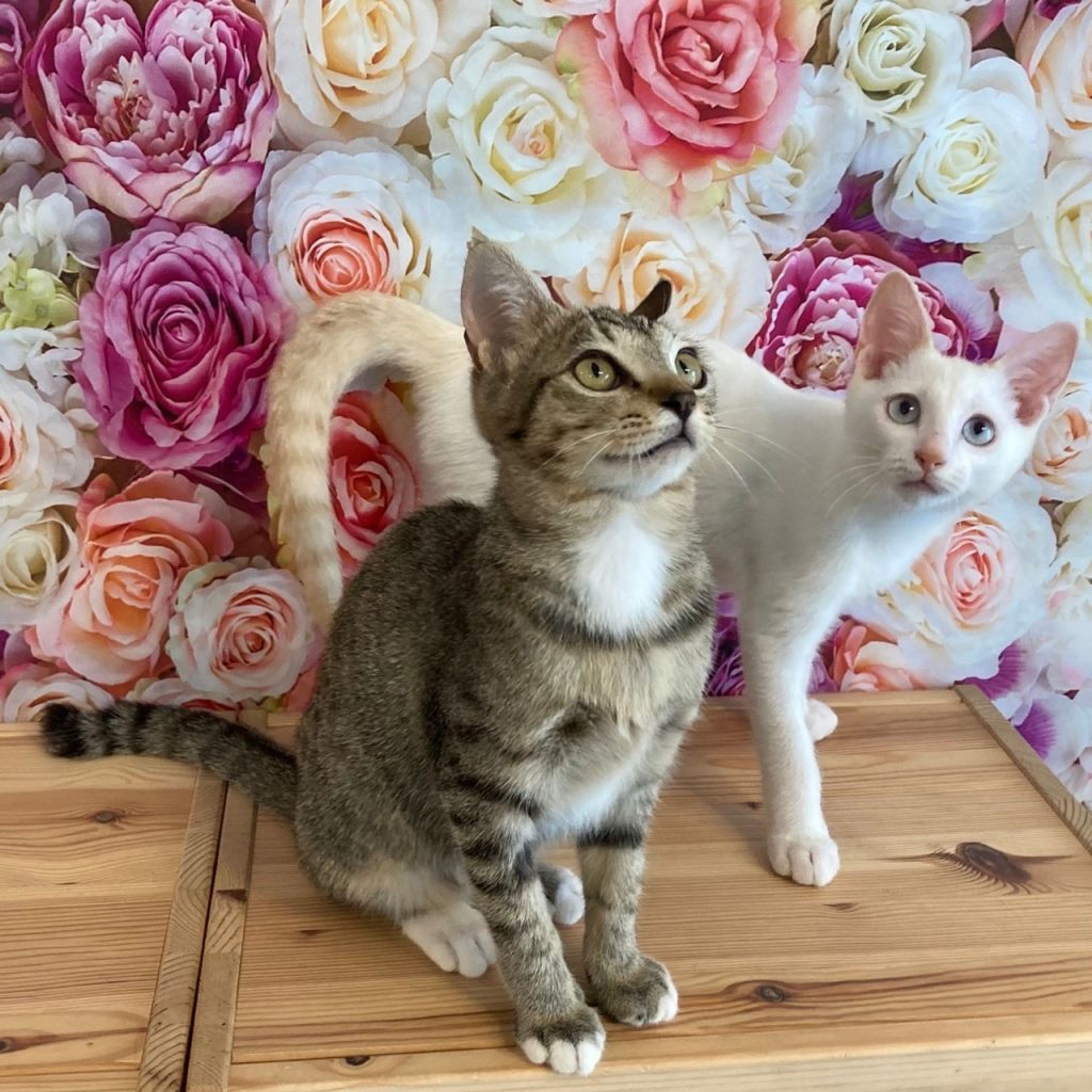 pet-image-9