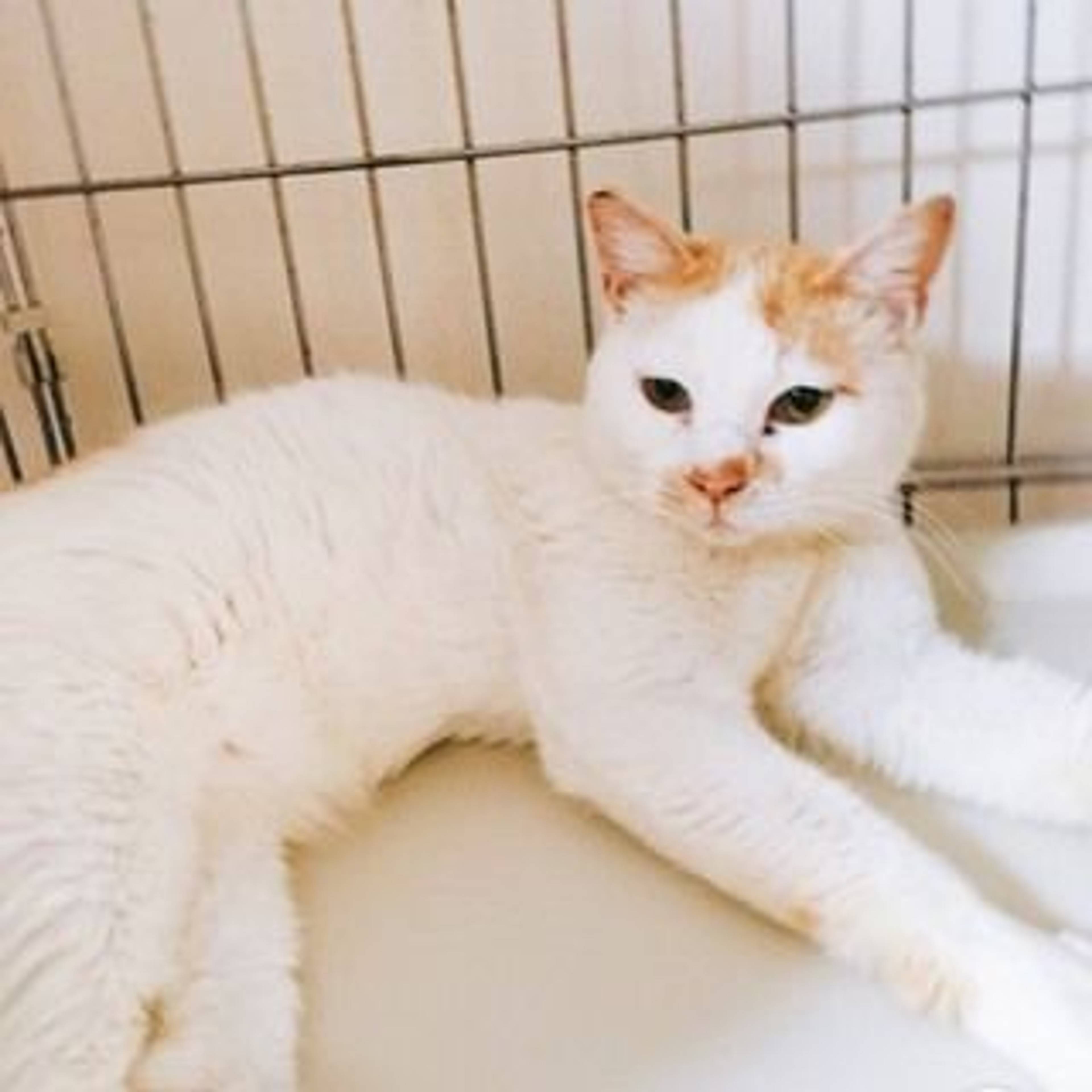 雑種（ミックス猫）・オスの里親募集の写真