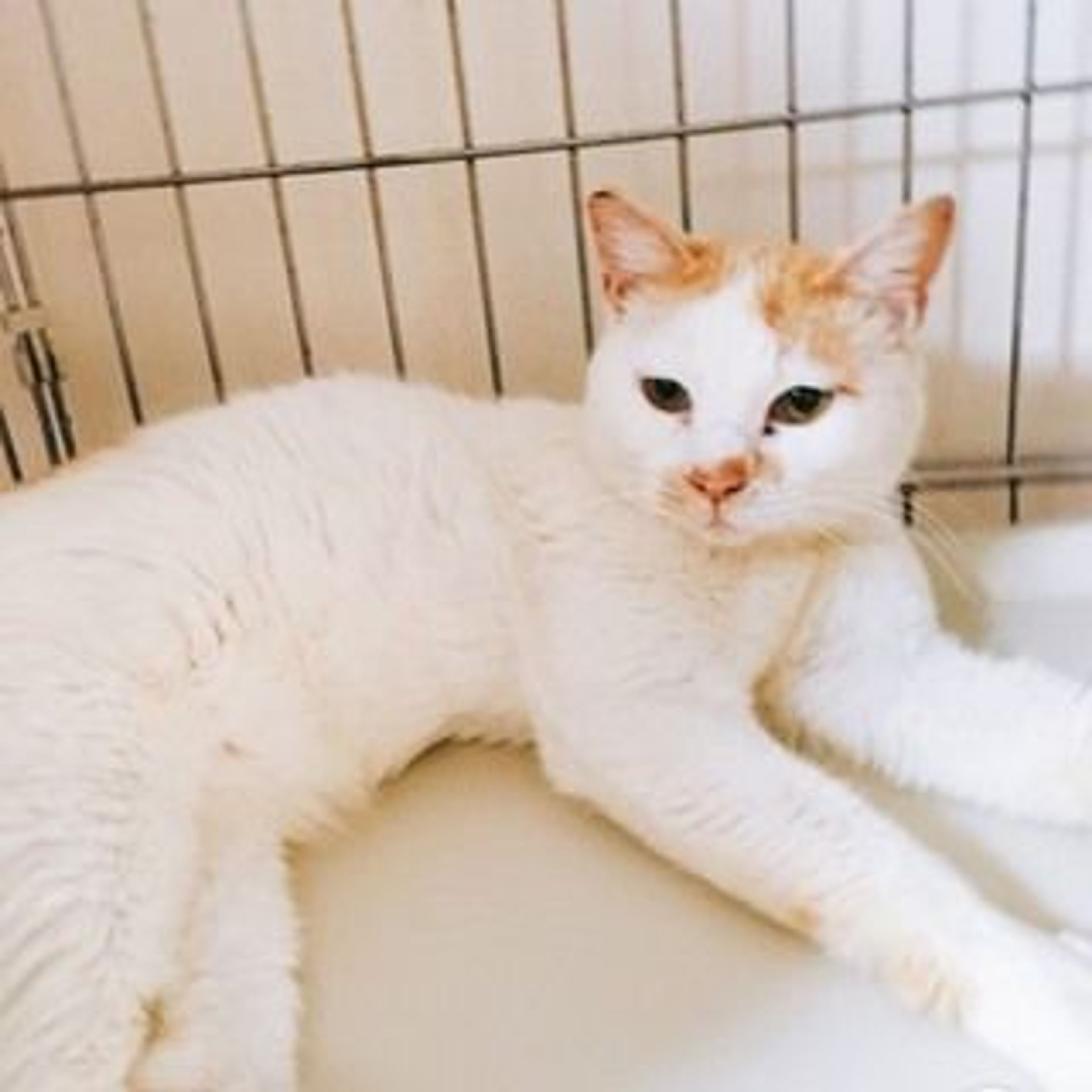雑種（ミックス猫）・オスの里親募集の写真