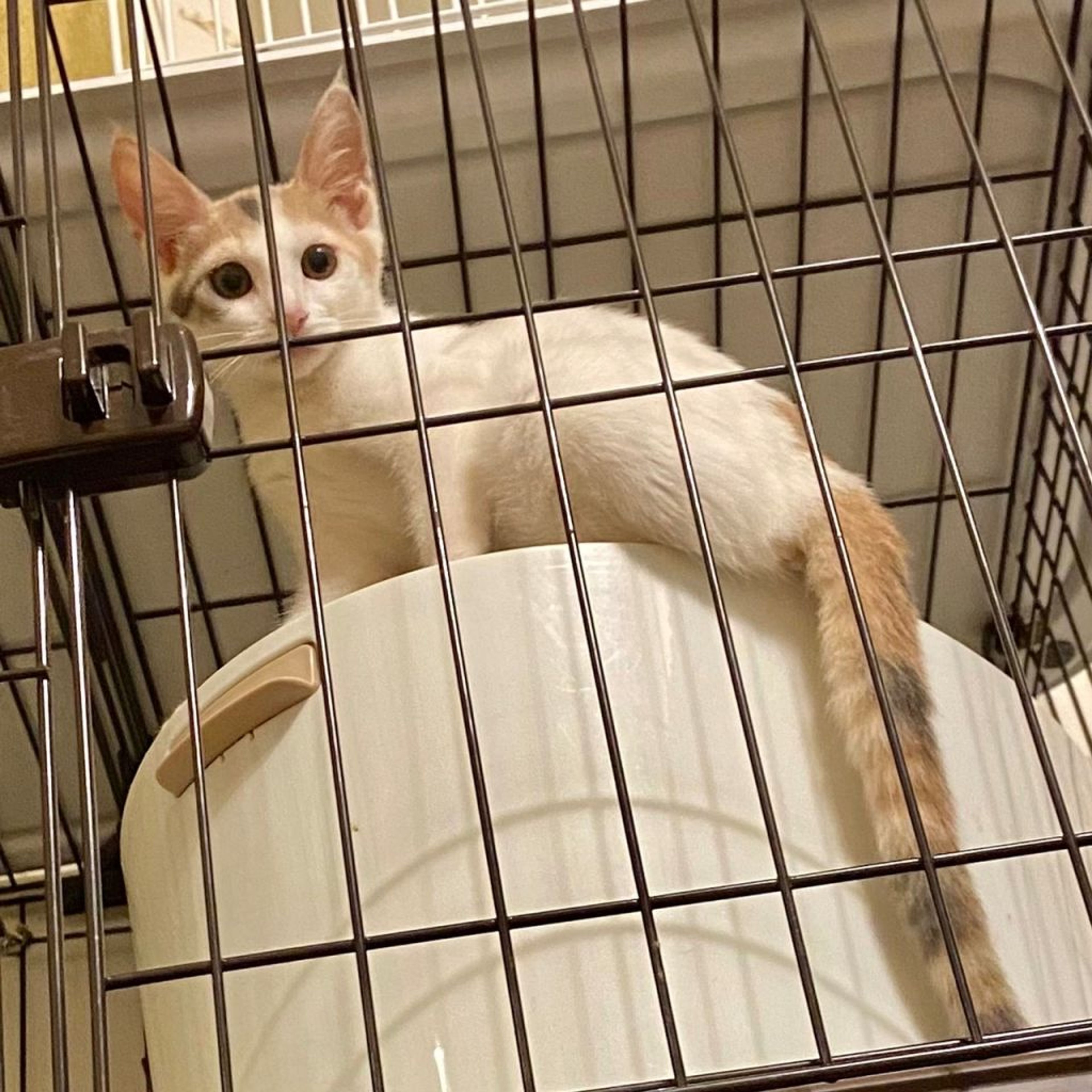 pet-image-3