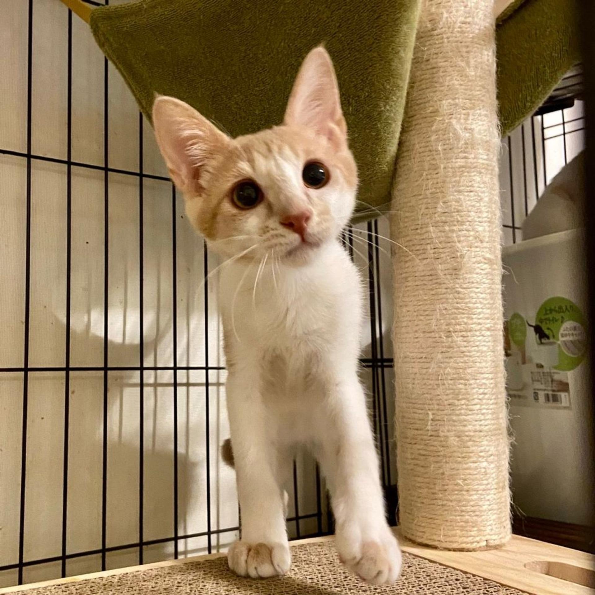 pet-image-4