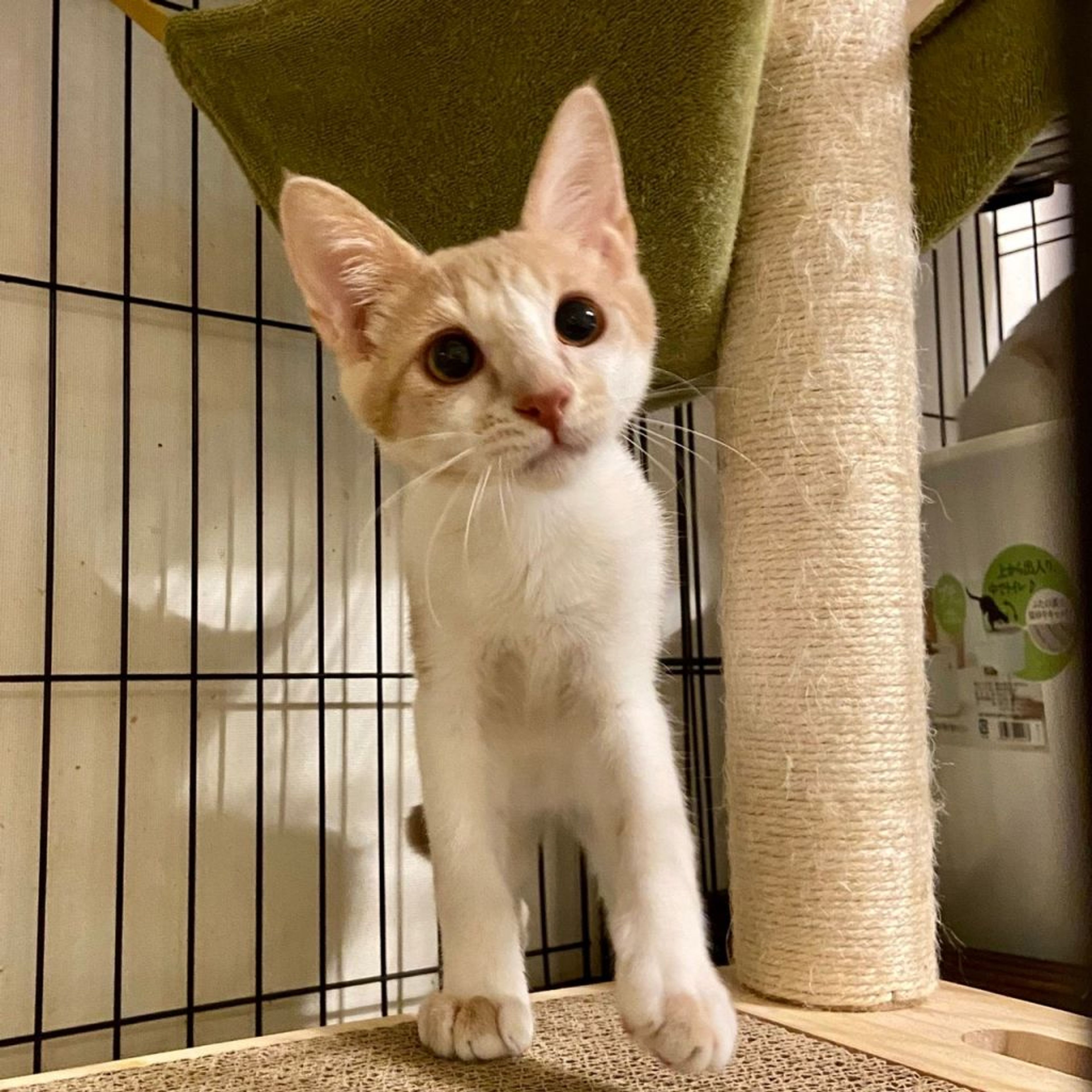 pet-image-4