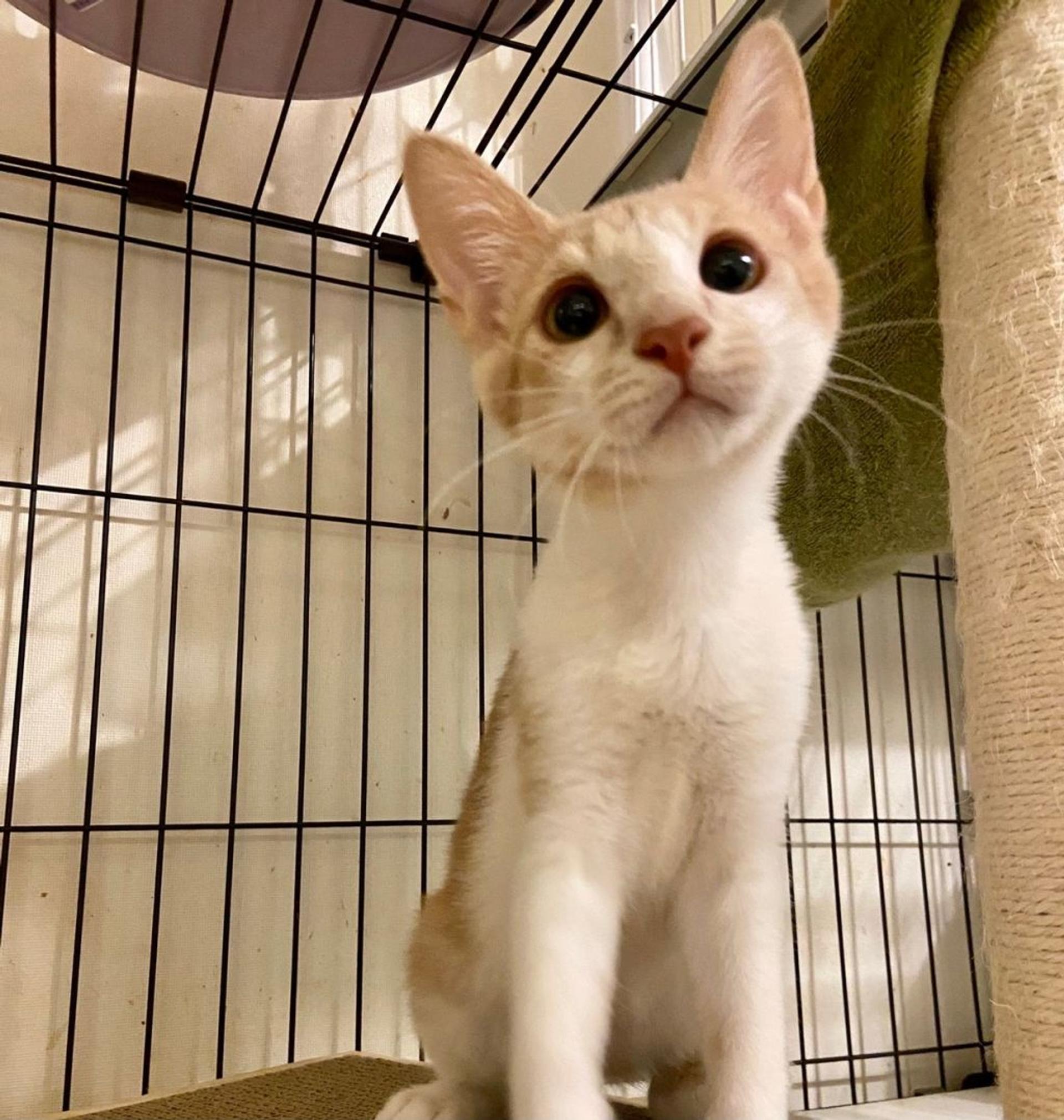 pet-image-6