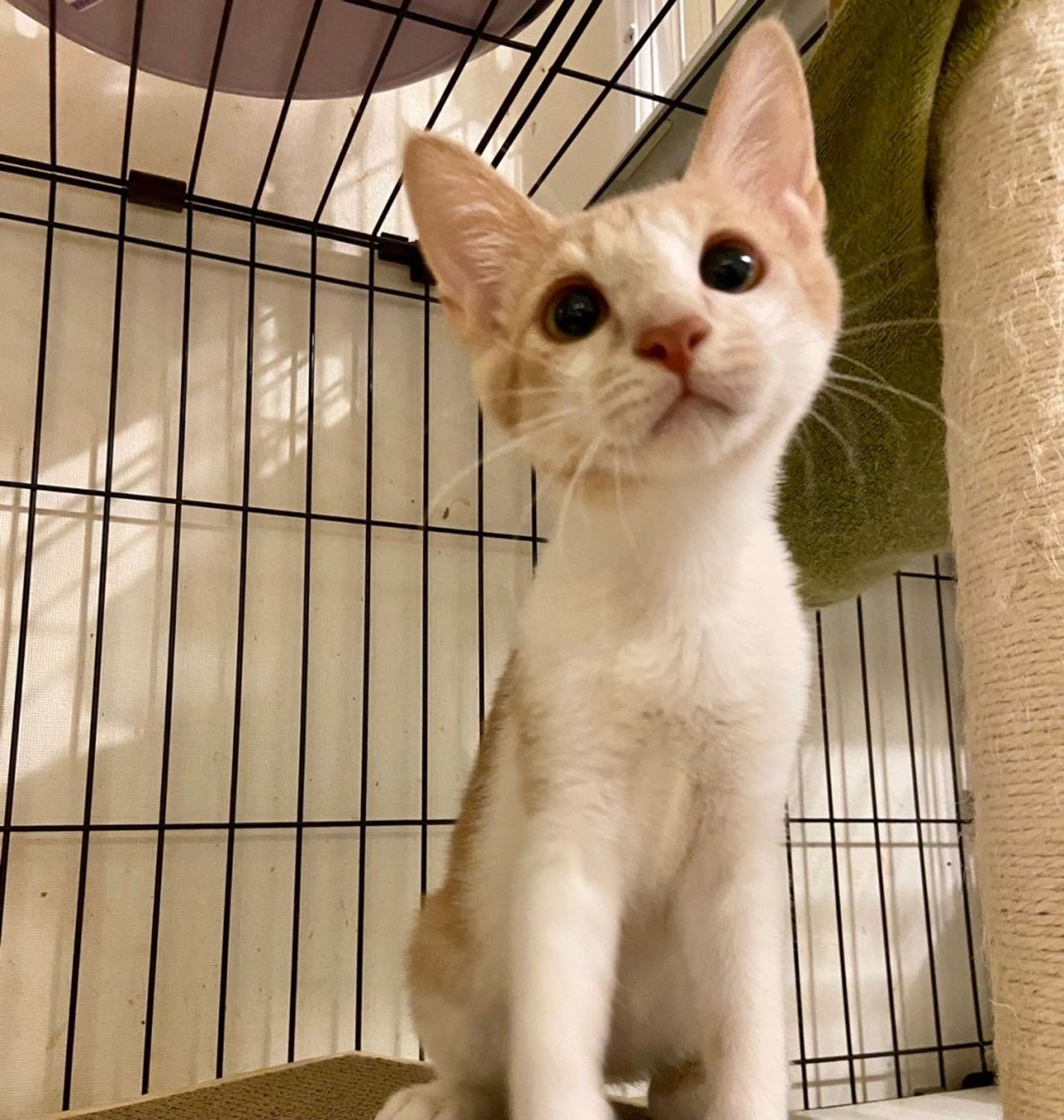 pet-image-6