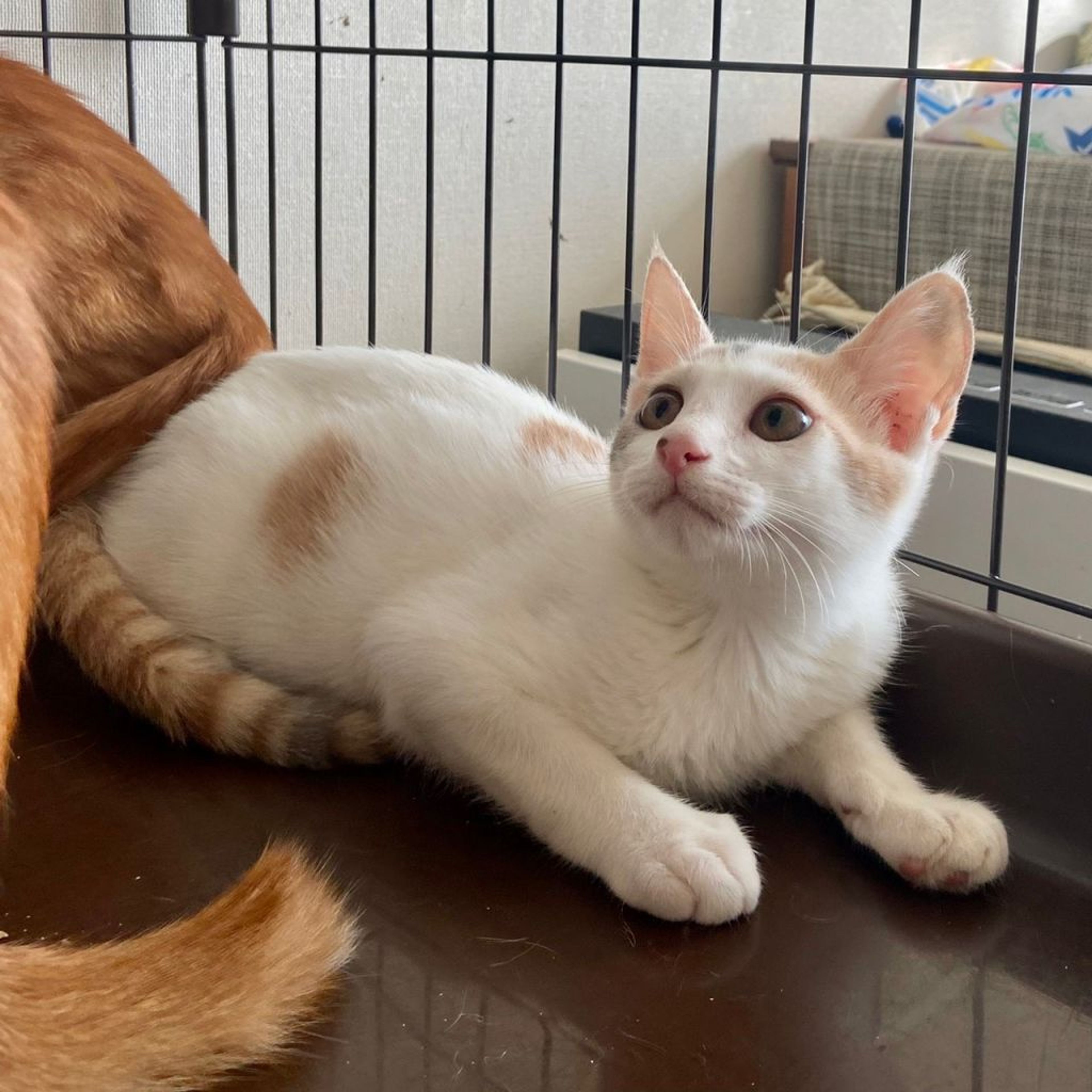 pet-image-7