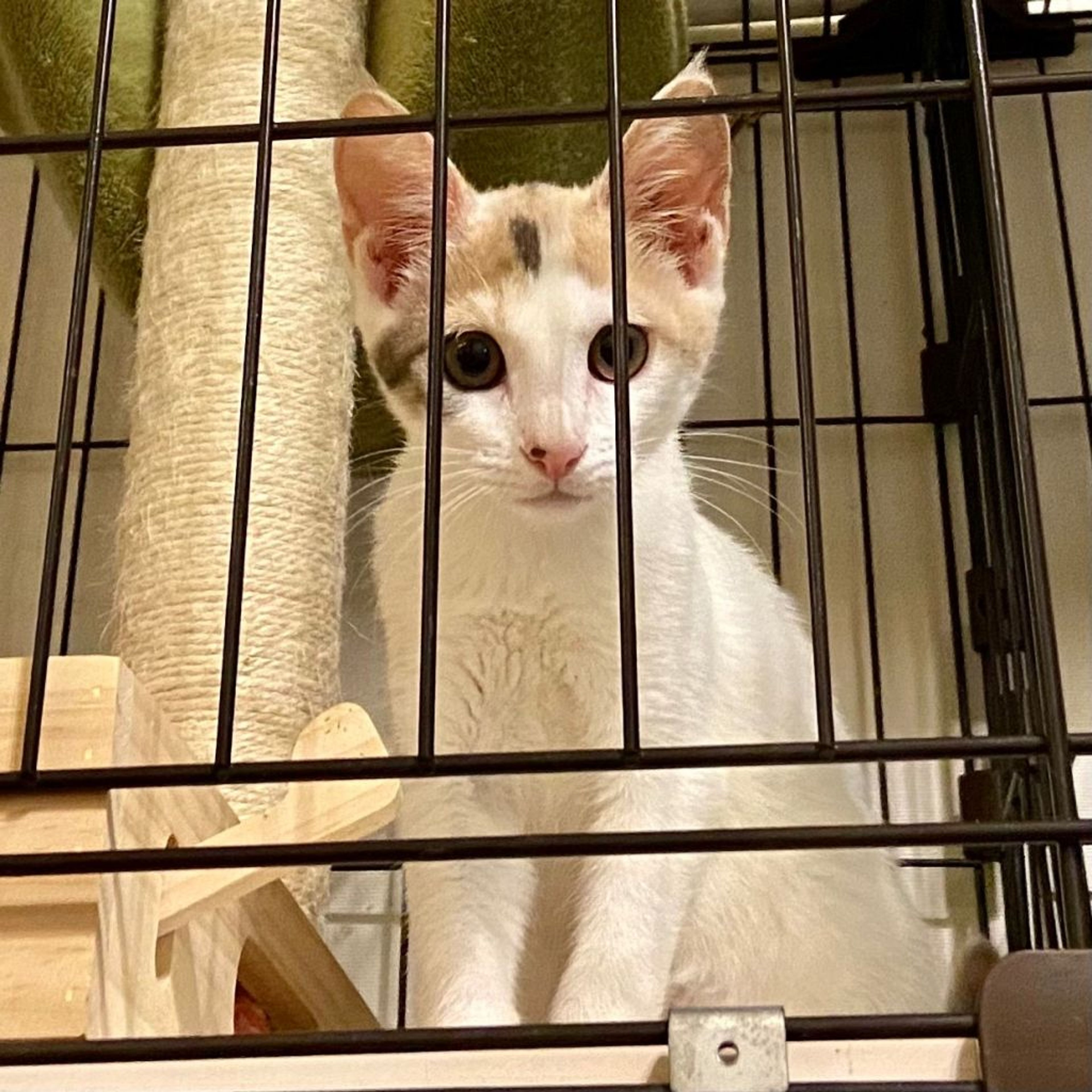 pet-image-8