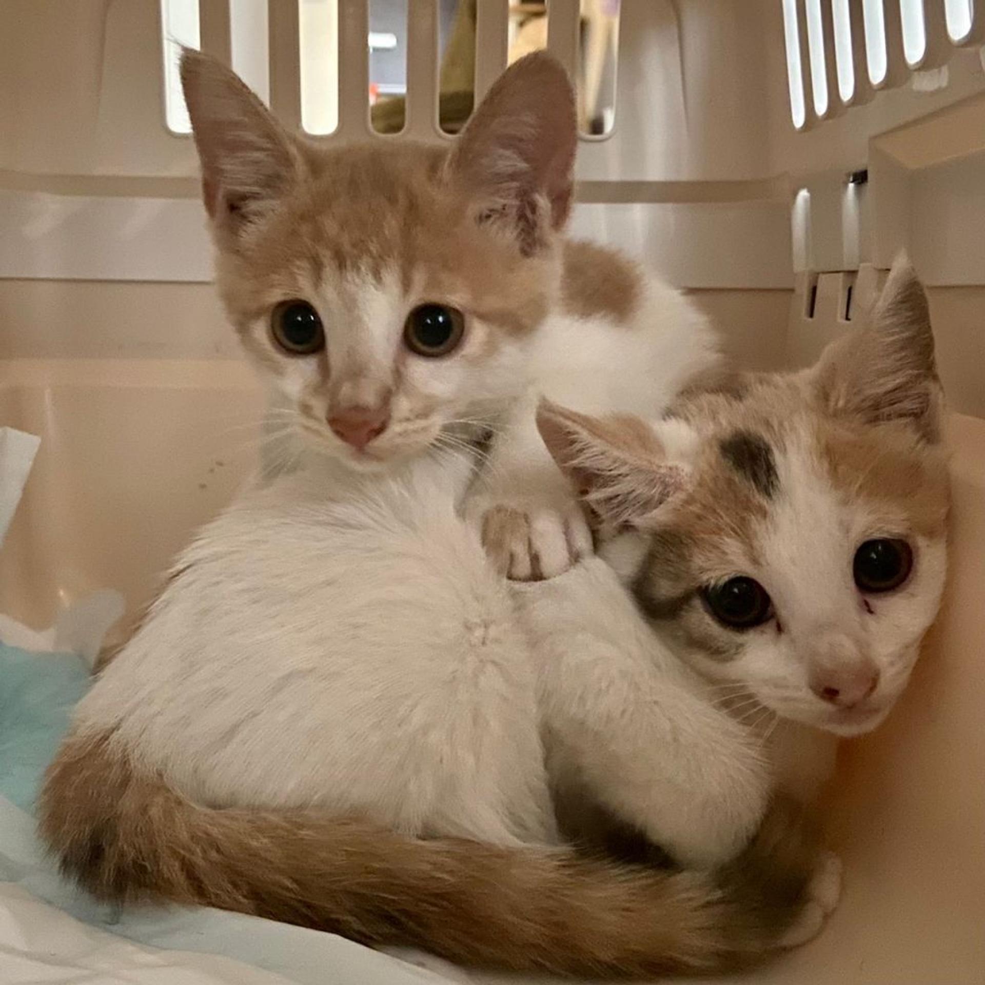 pet-image-9