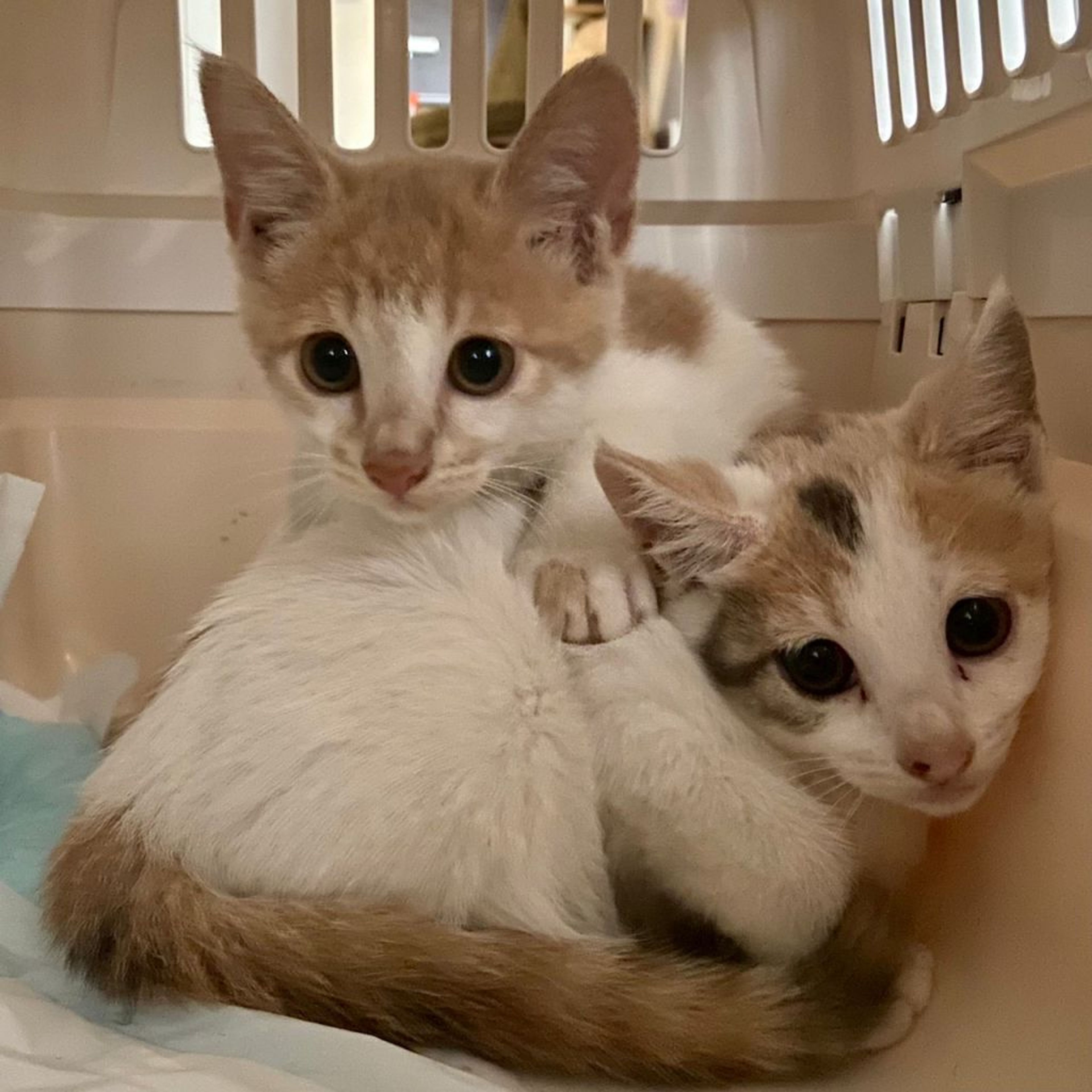 pet-image-9