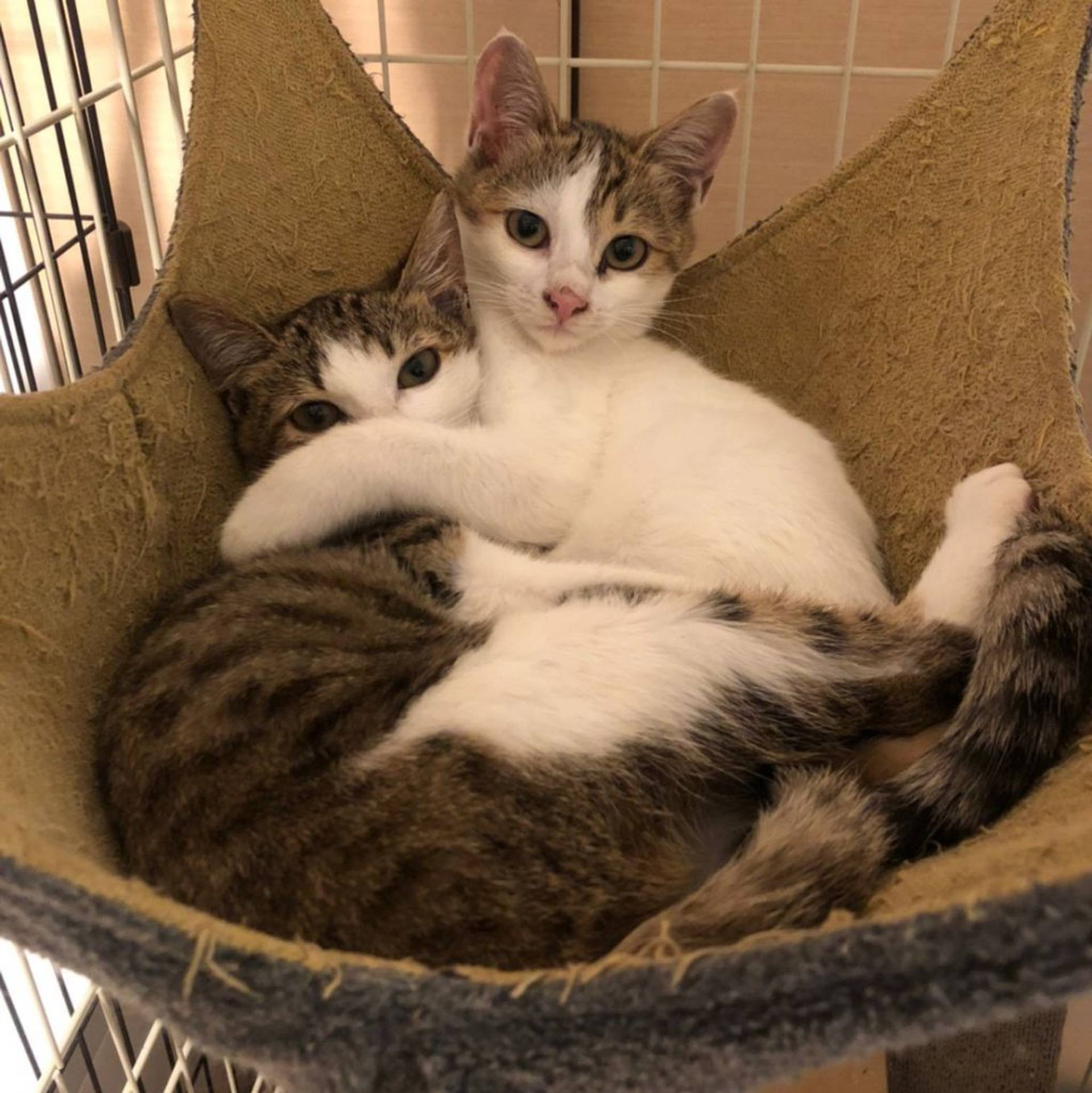 雑種（ミックス猫）・メスの里親募集の写真