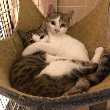 つきみ&おもちの写真