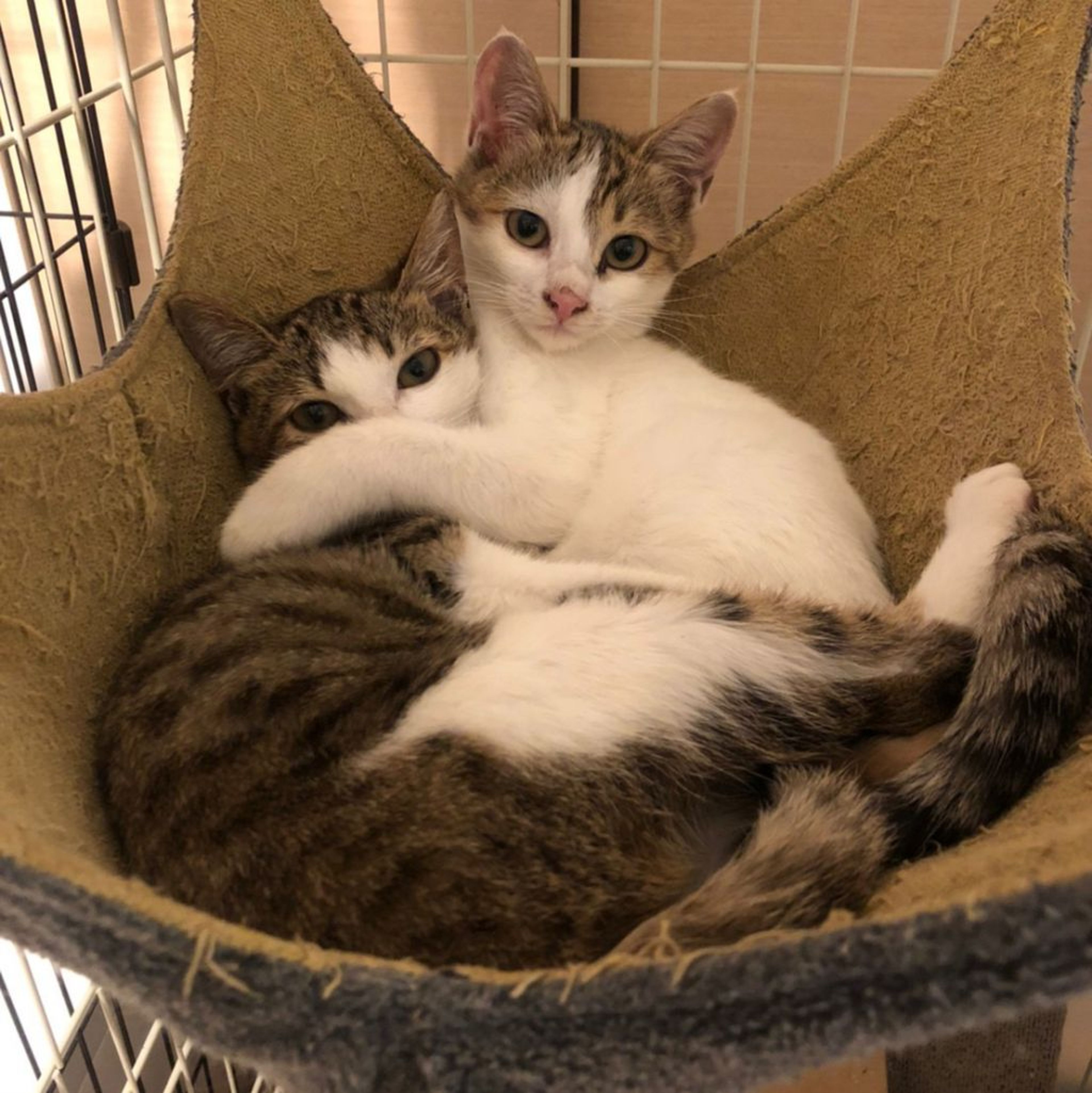 雑種（ミックス猫）・メスの里親募集の写真