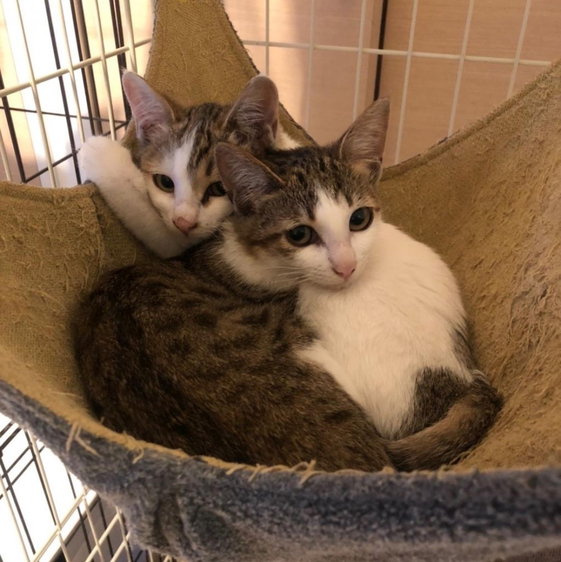 pet-image-2