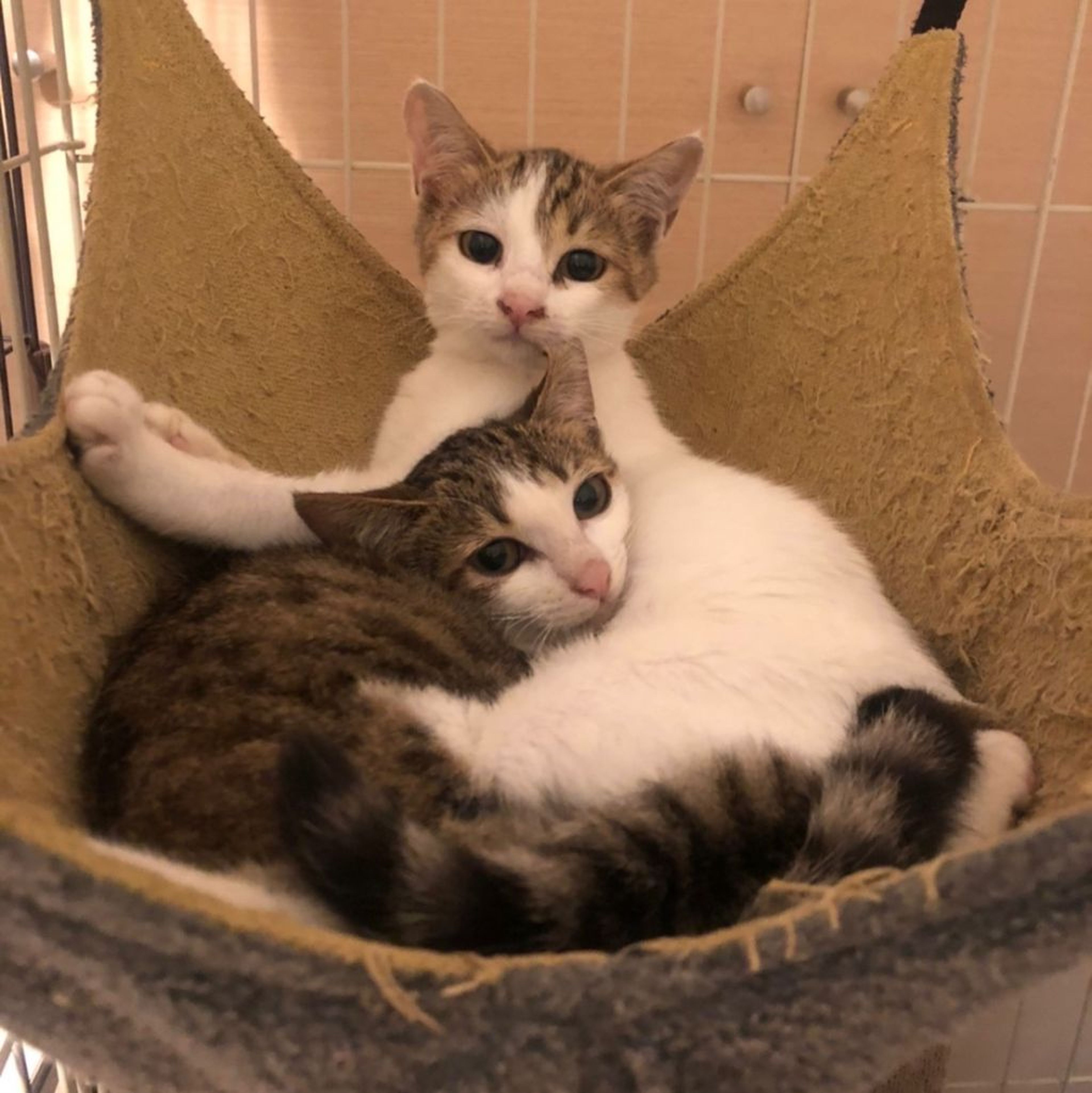 pet-image-7