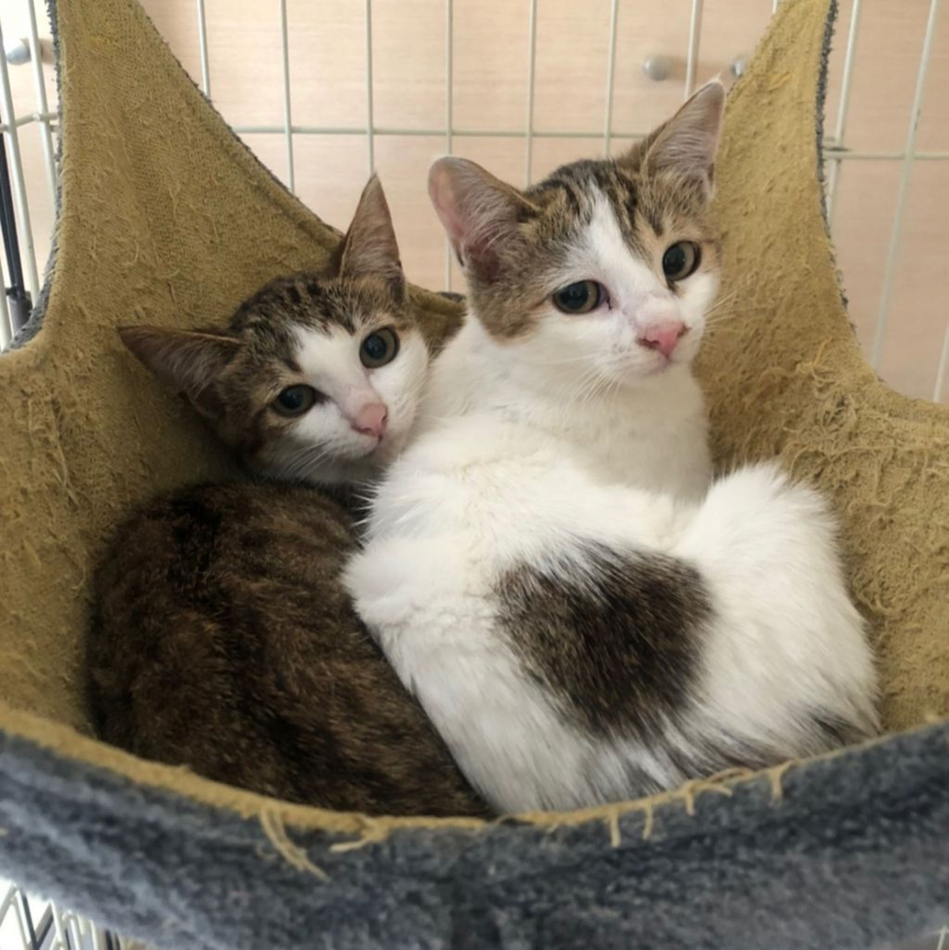 pet-image-8