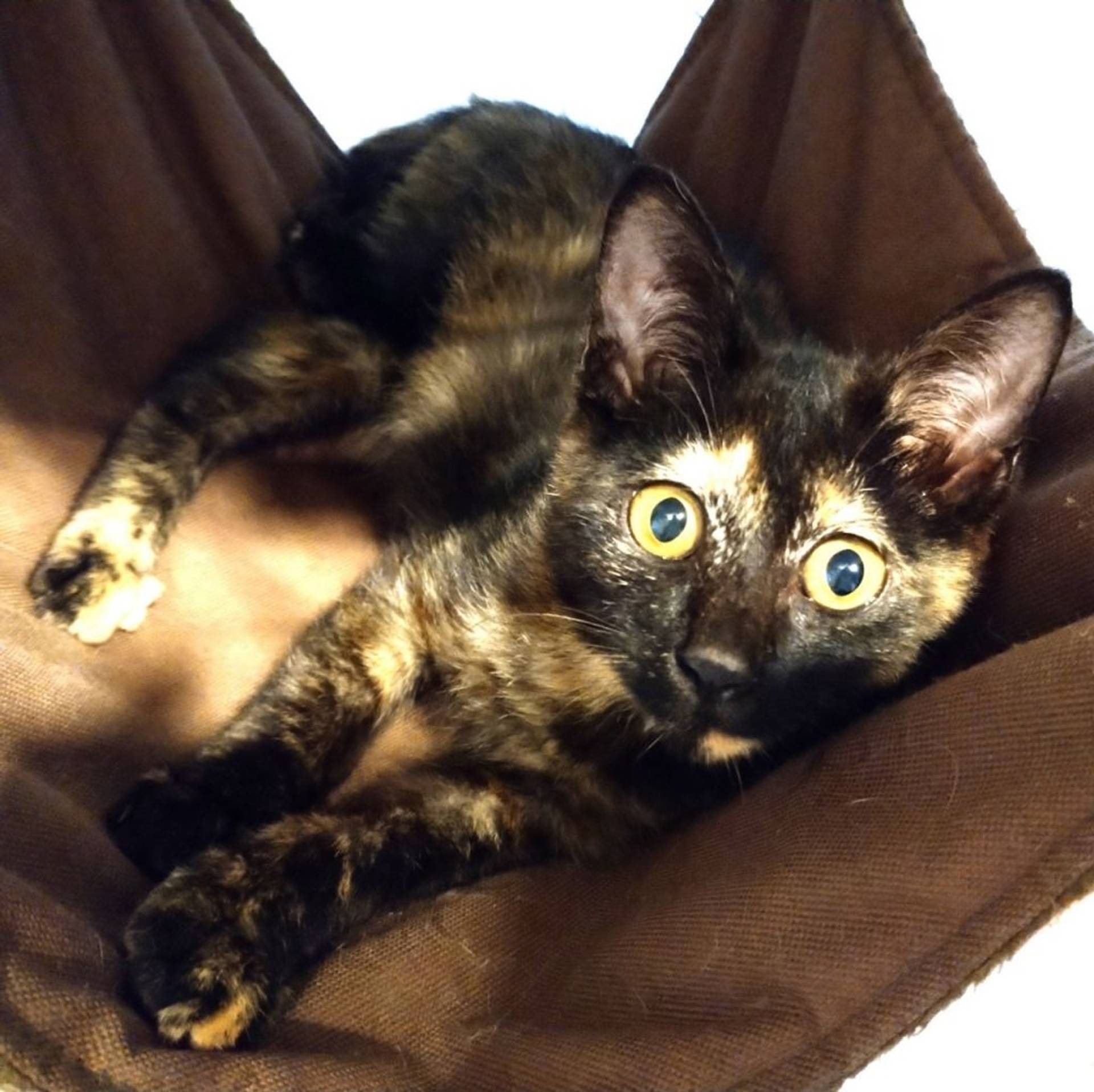 雑種（ミックス猫）・メスの里親募集の写真