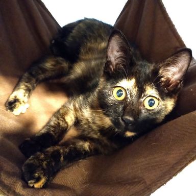 キャンディの写真