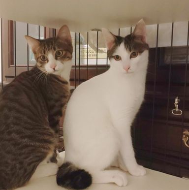 ジェット&ジャンボの写真