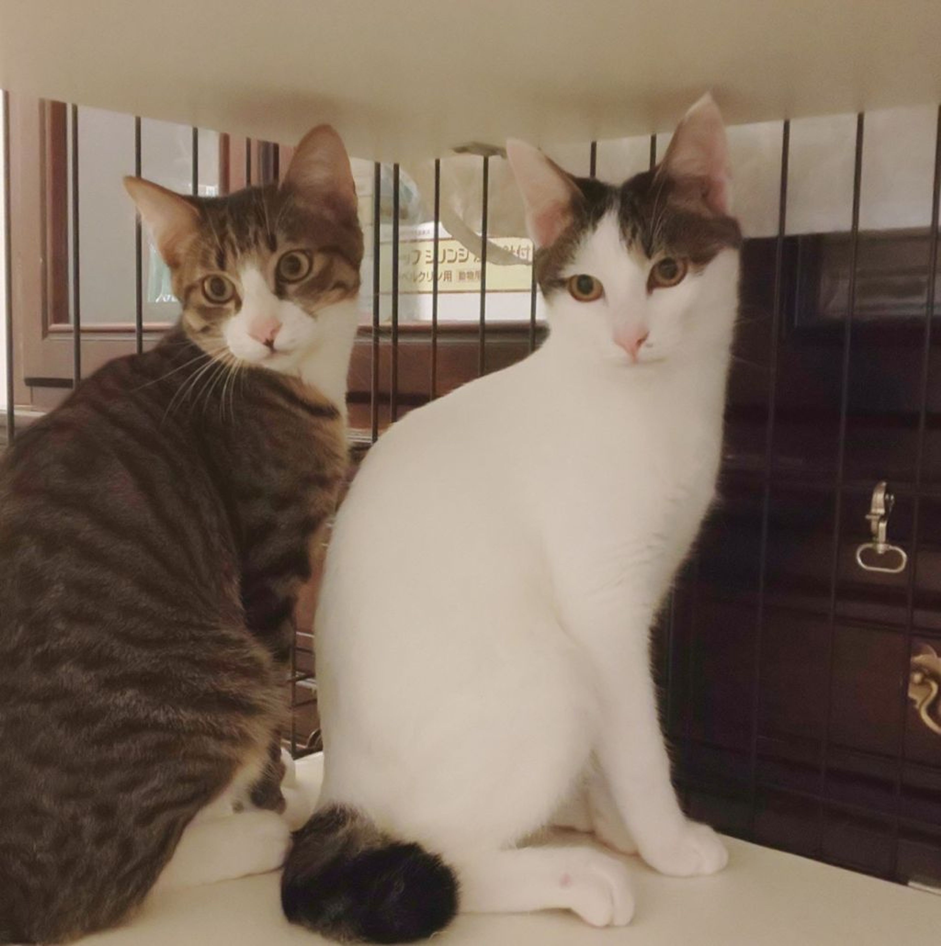 雑種（ミックス猫）・オスの里親募集の写真