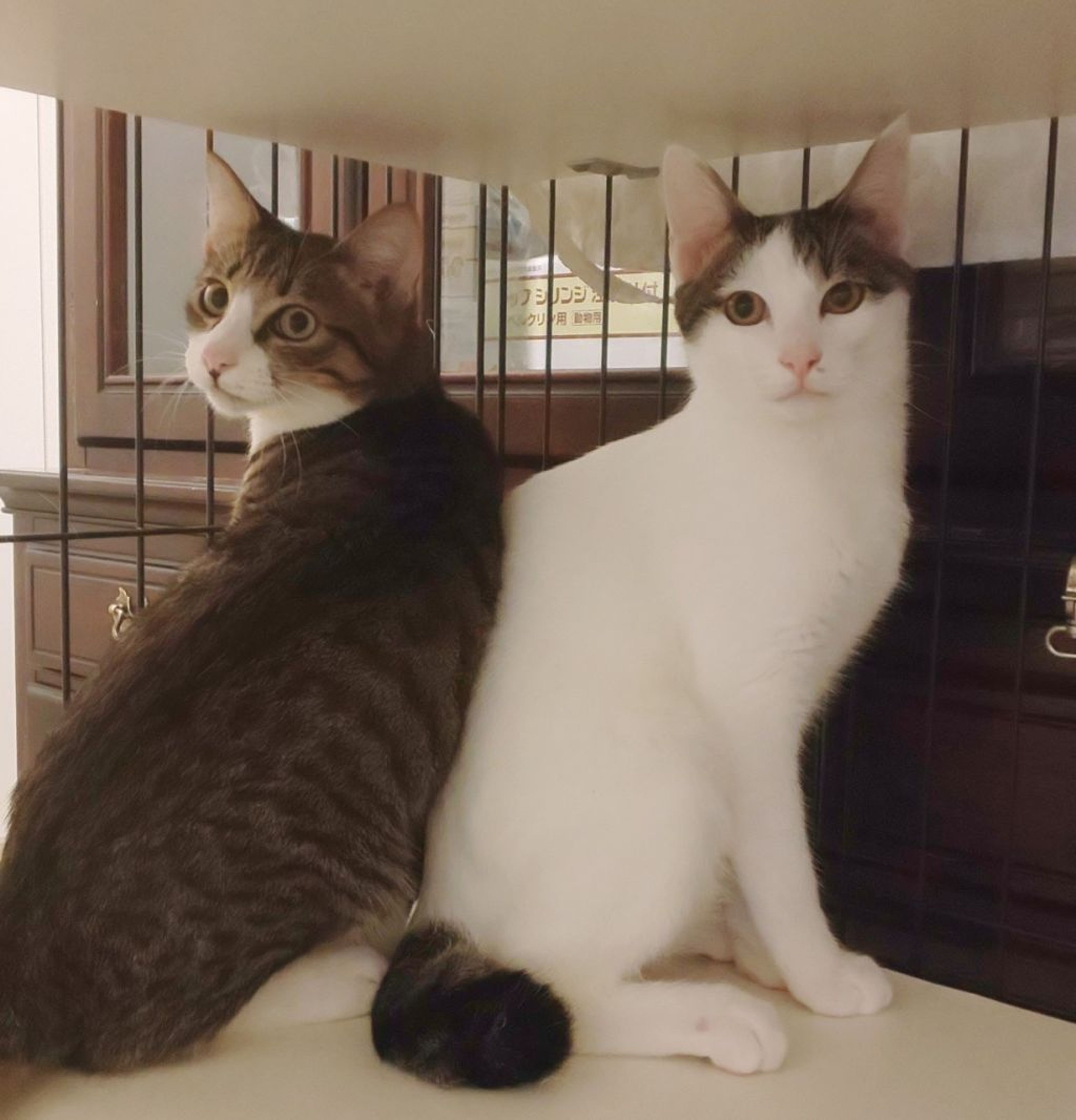 pet-image-3