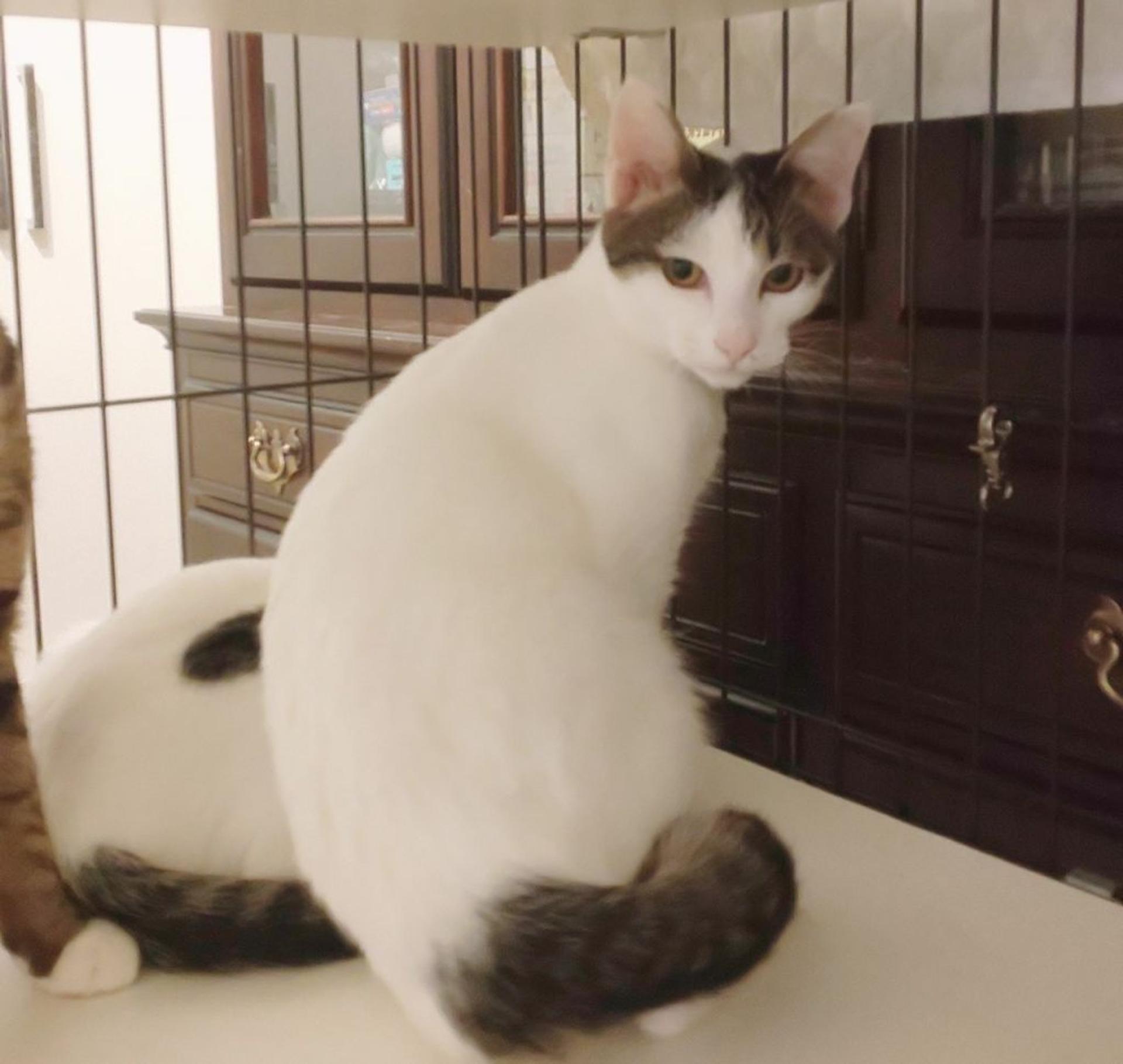 pet-image-5