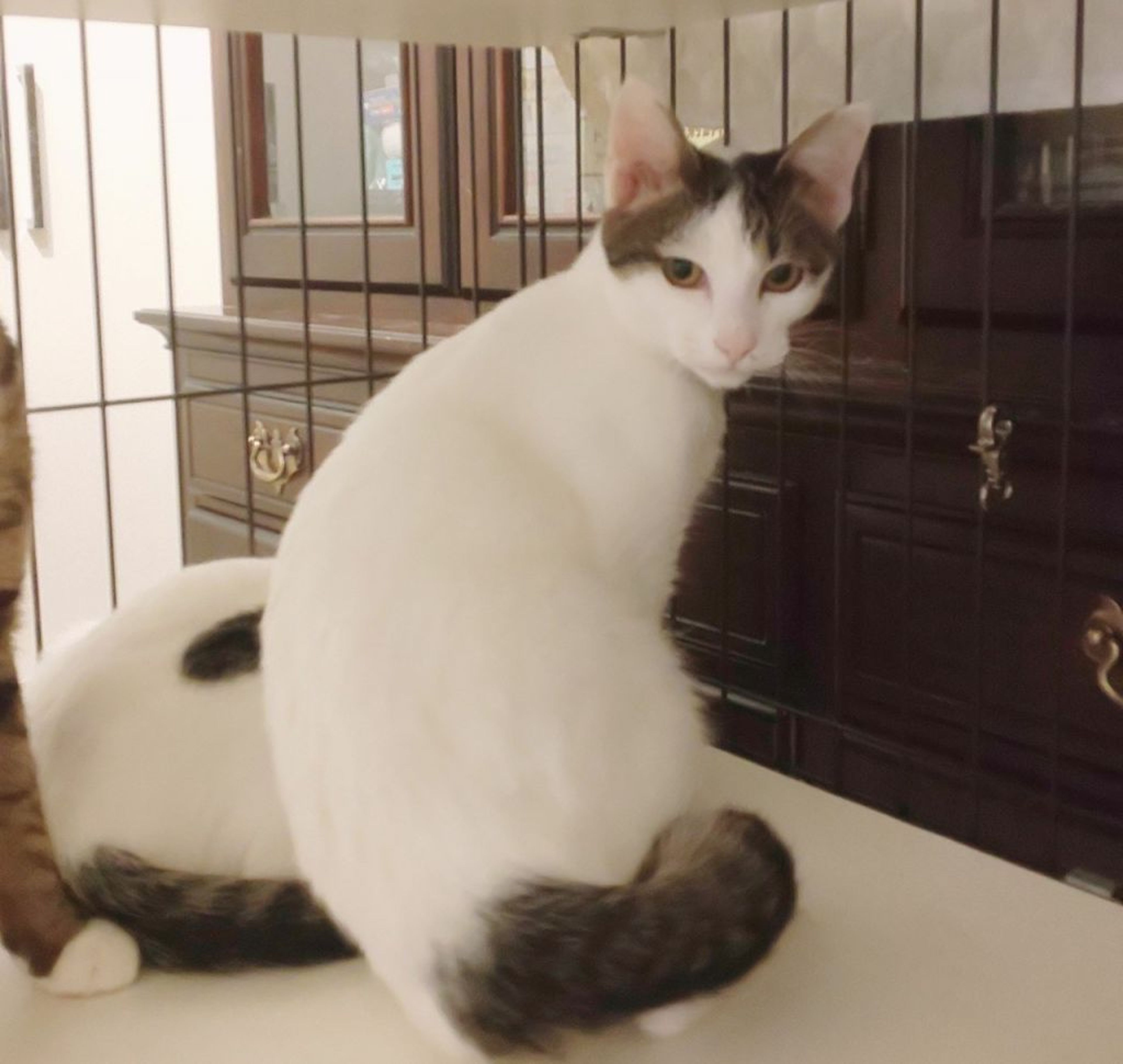 pet-image-5