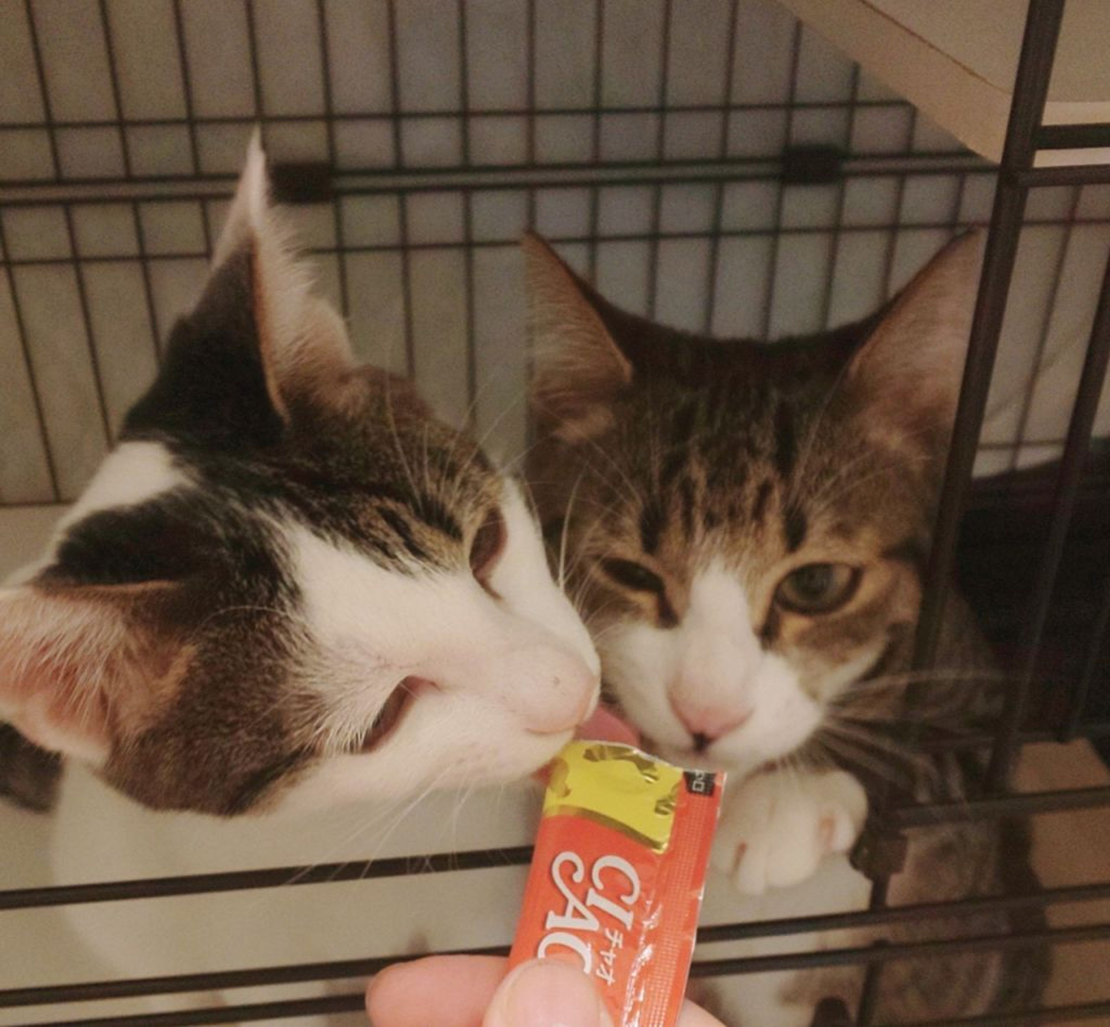 pet-image-9