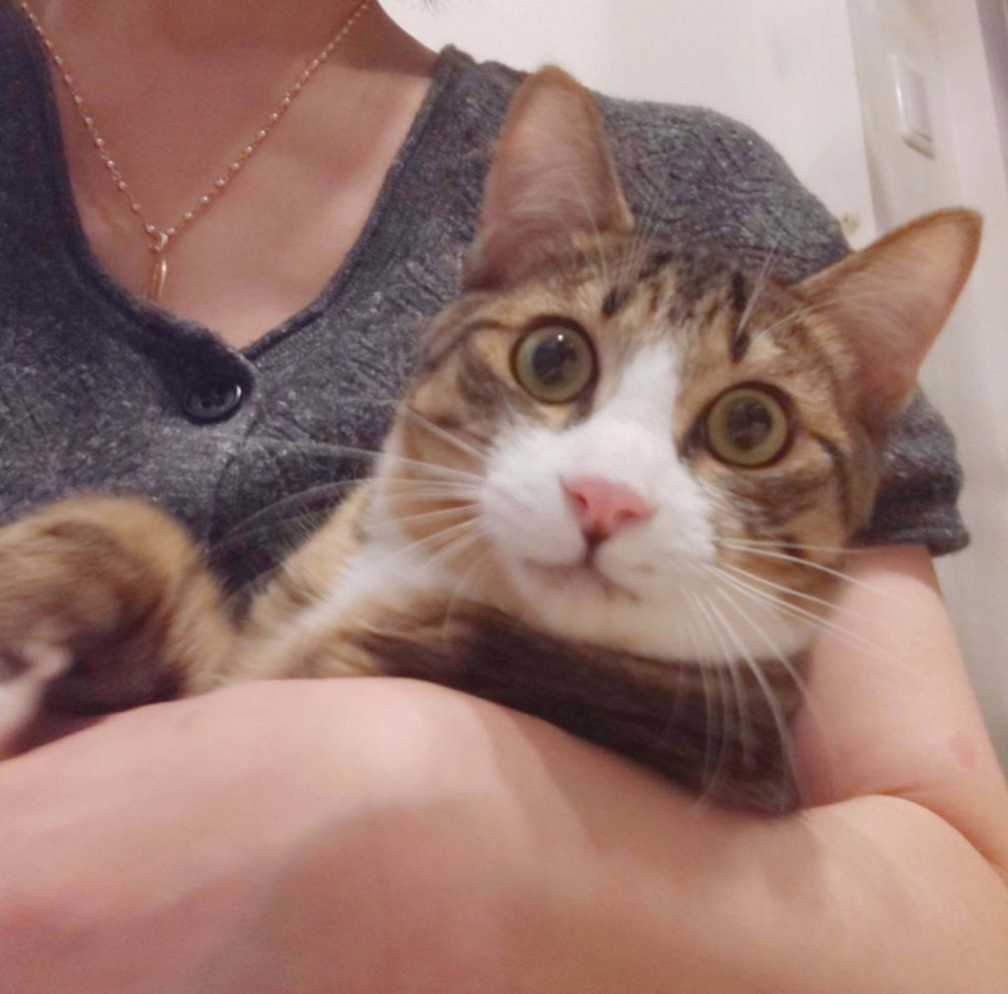 pet-image-2