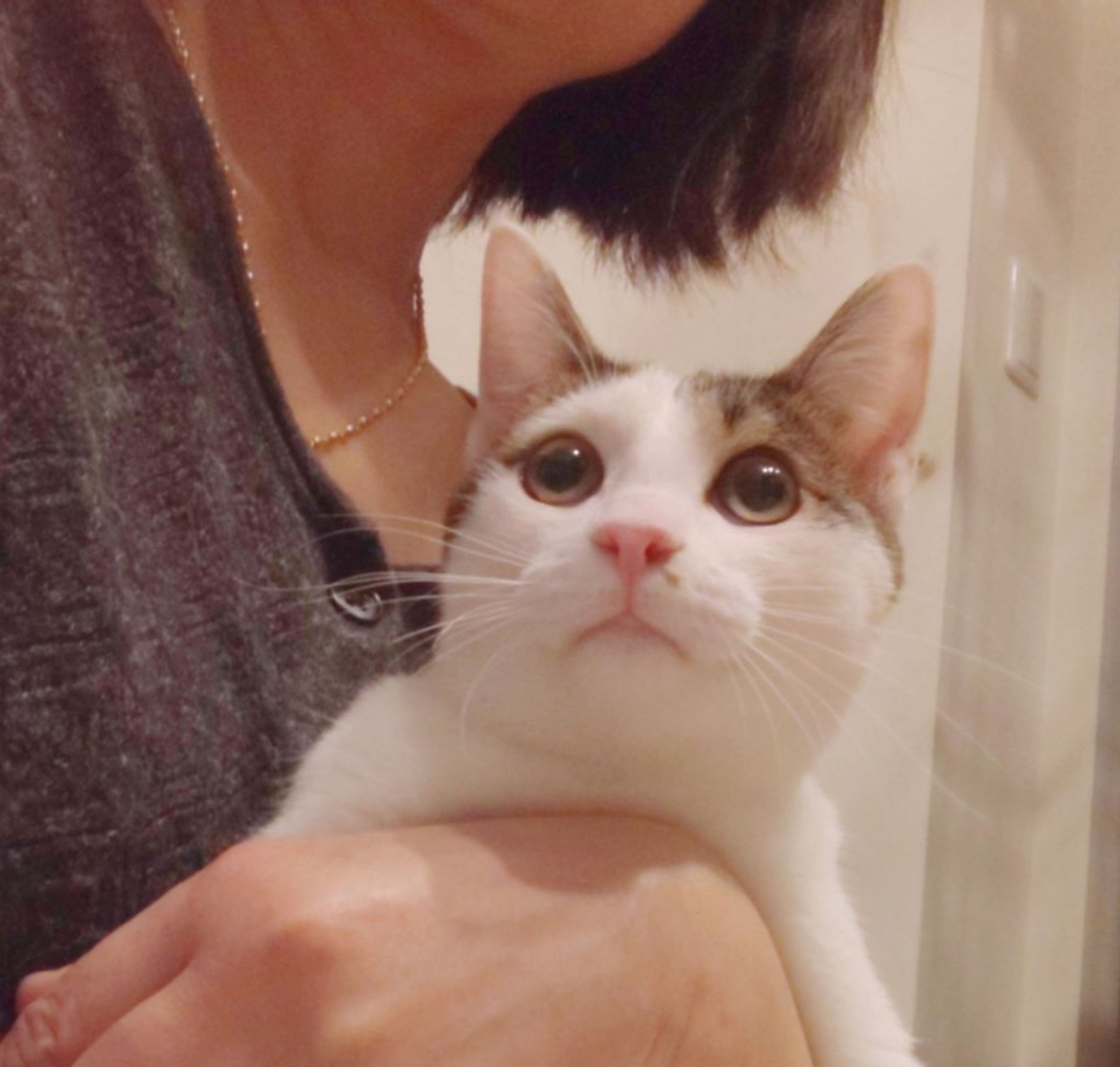 pet-image-4