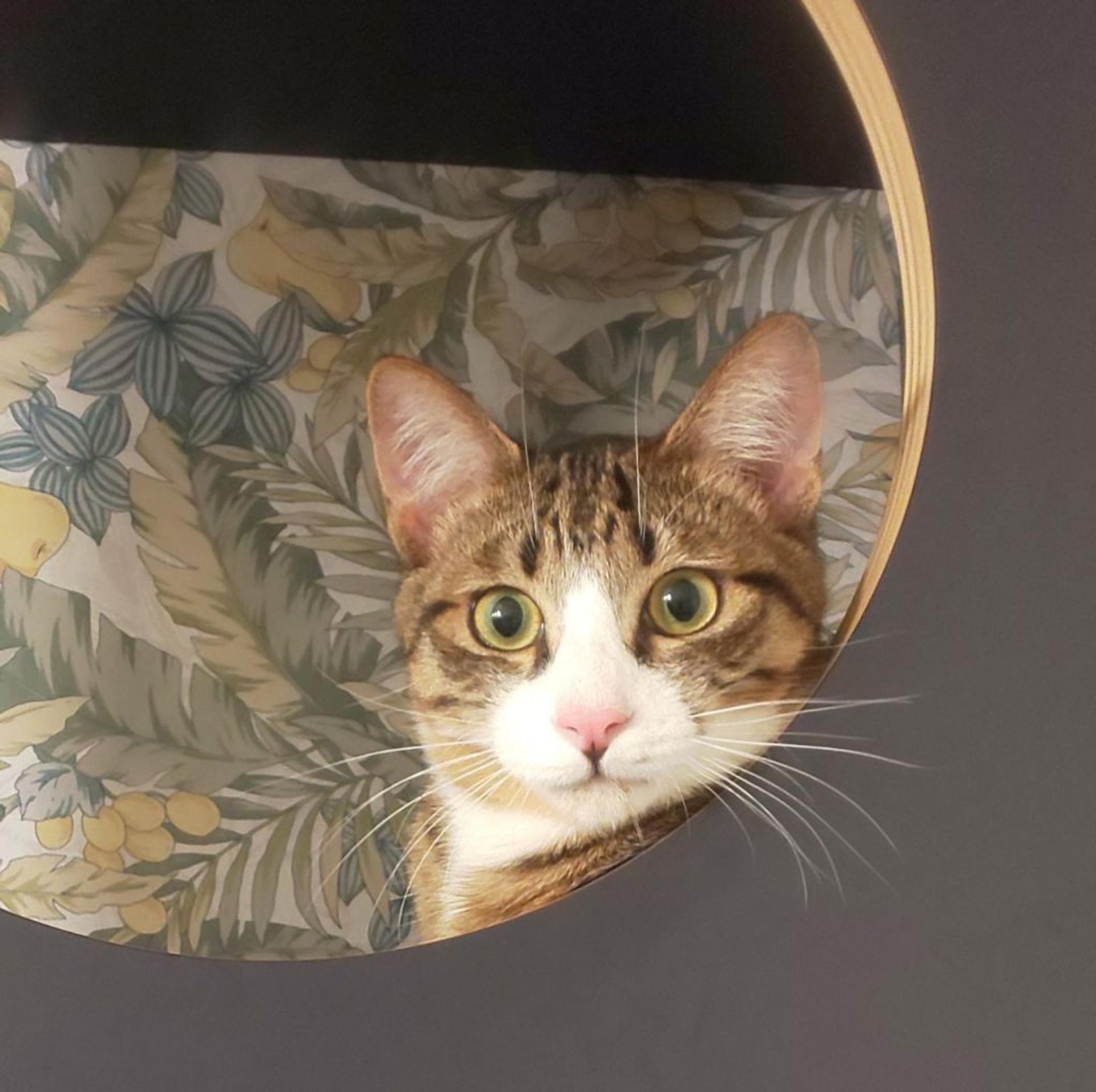 pet-image-6