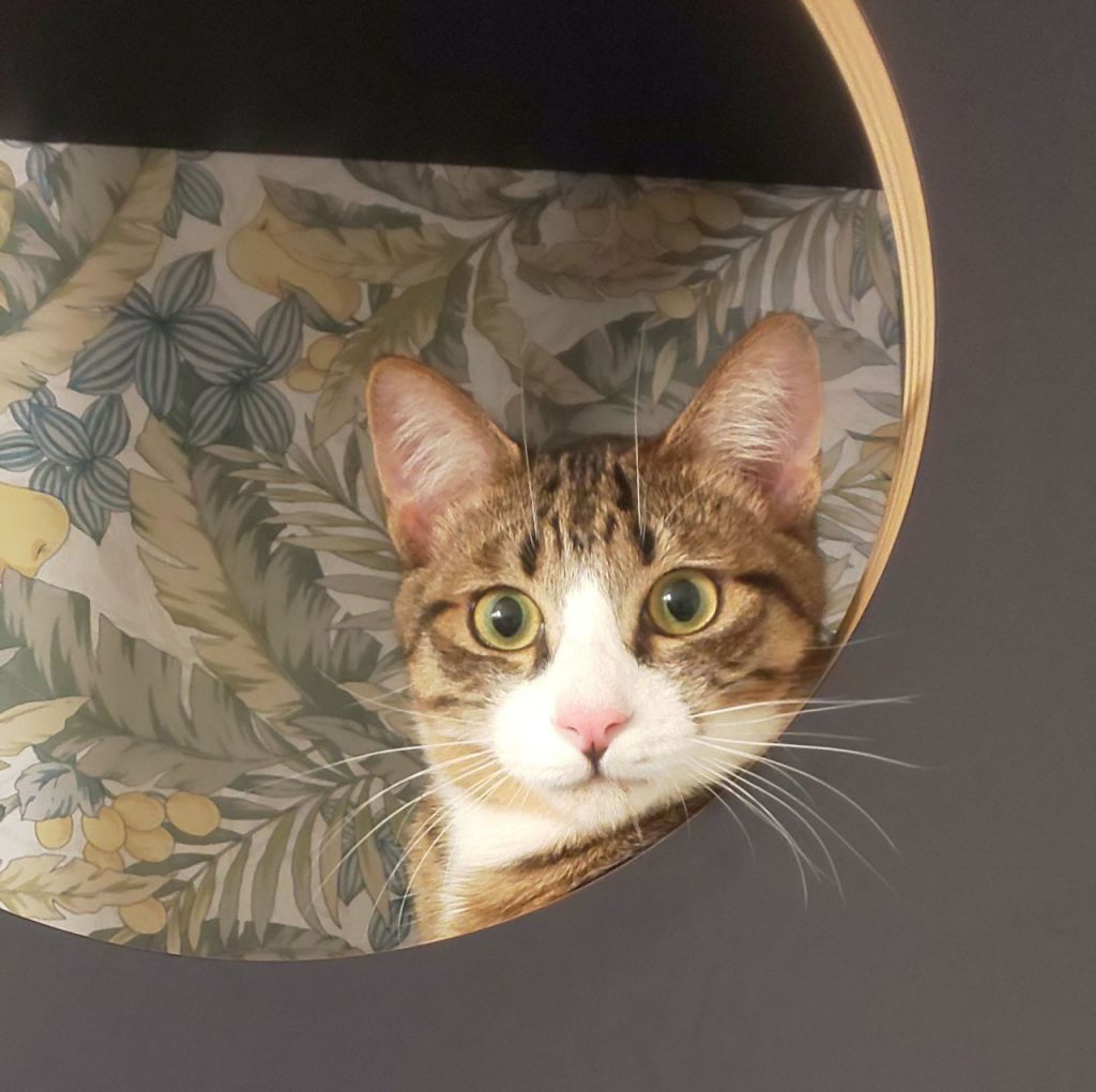 pet-image-6