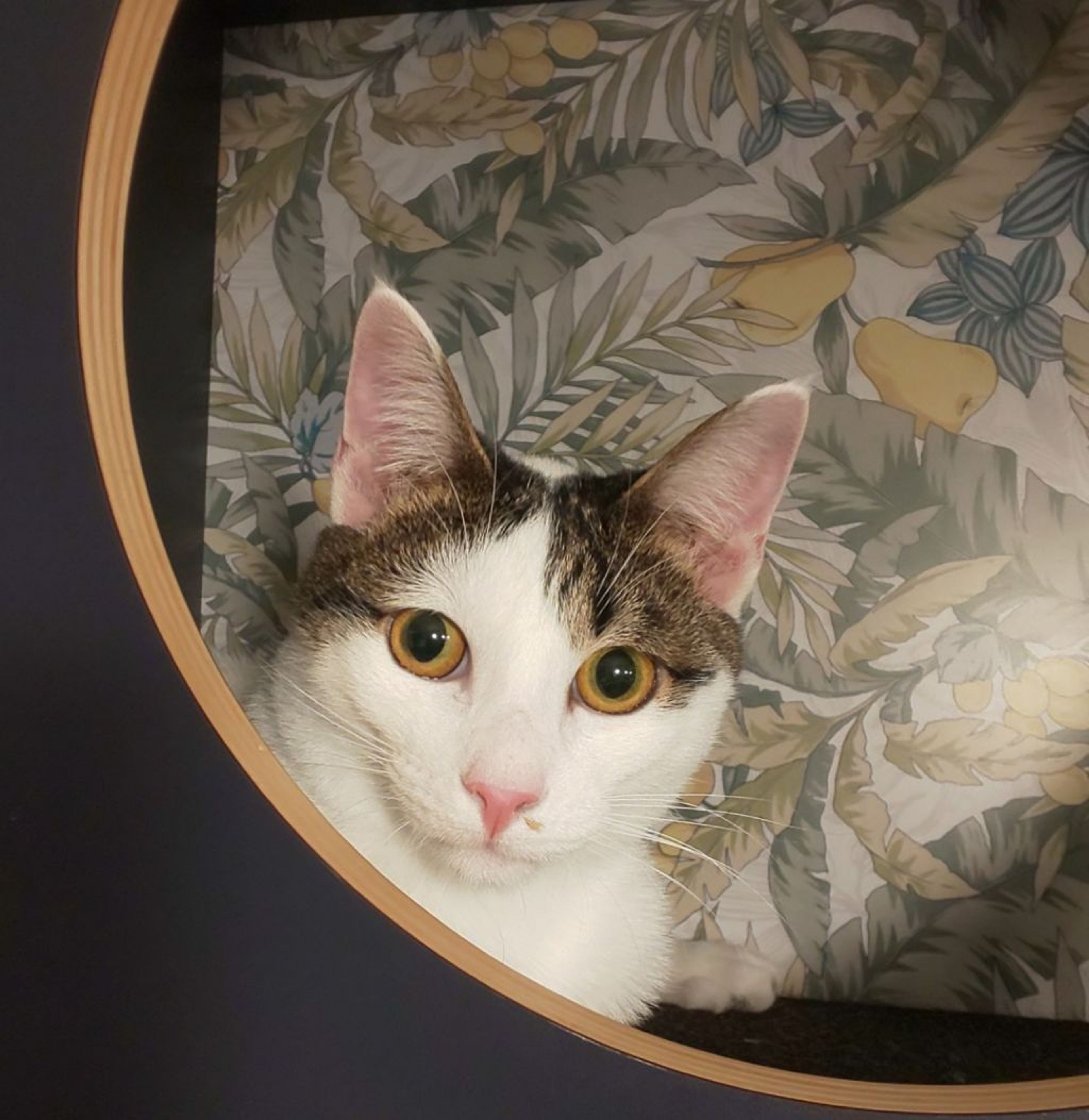 pet-image-8