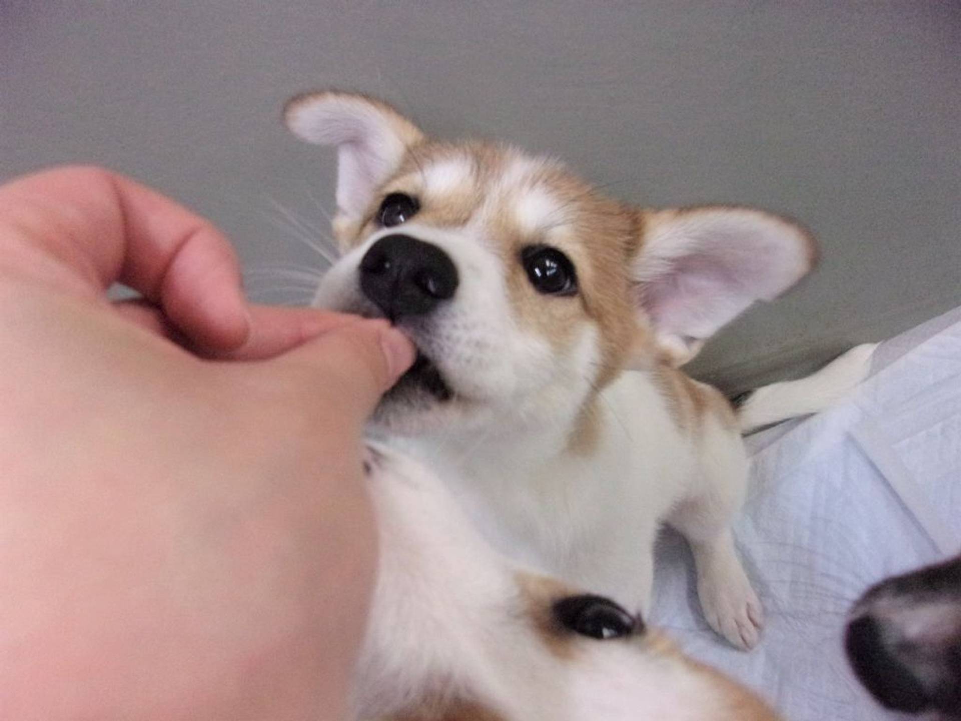 雑種（ミックス犬）・オスの里親募集の写真