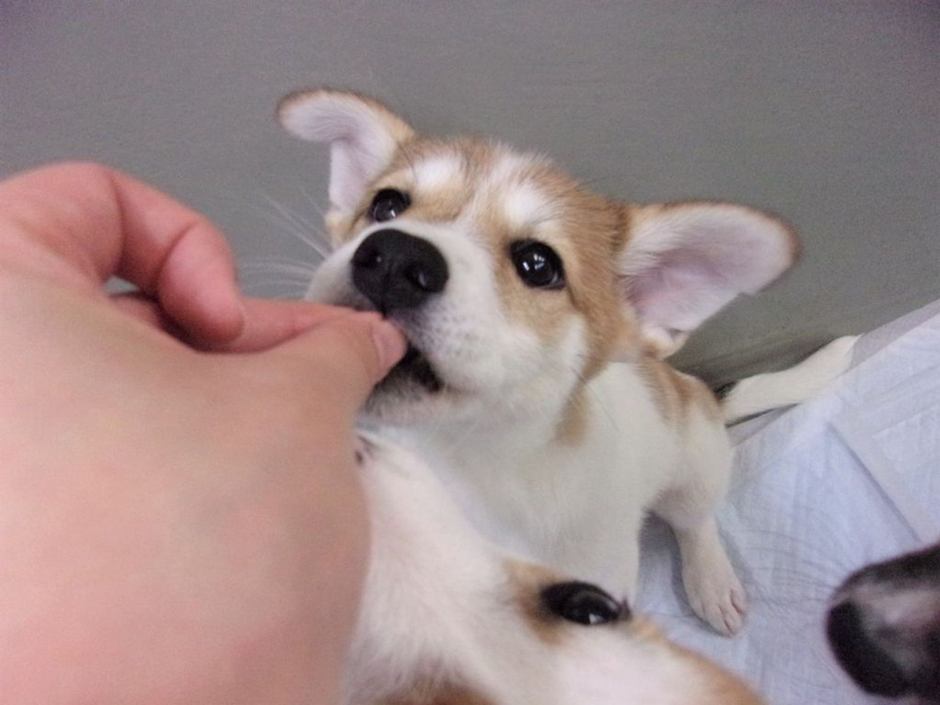 雑種（ミックス犬）・オスの里親募集の写真